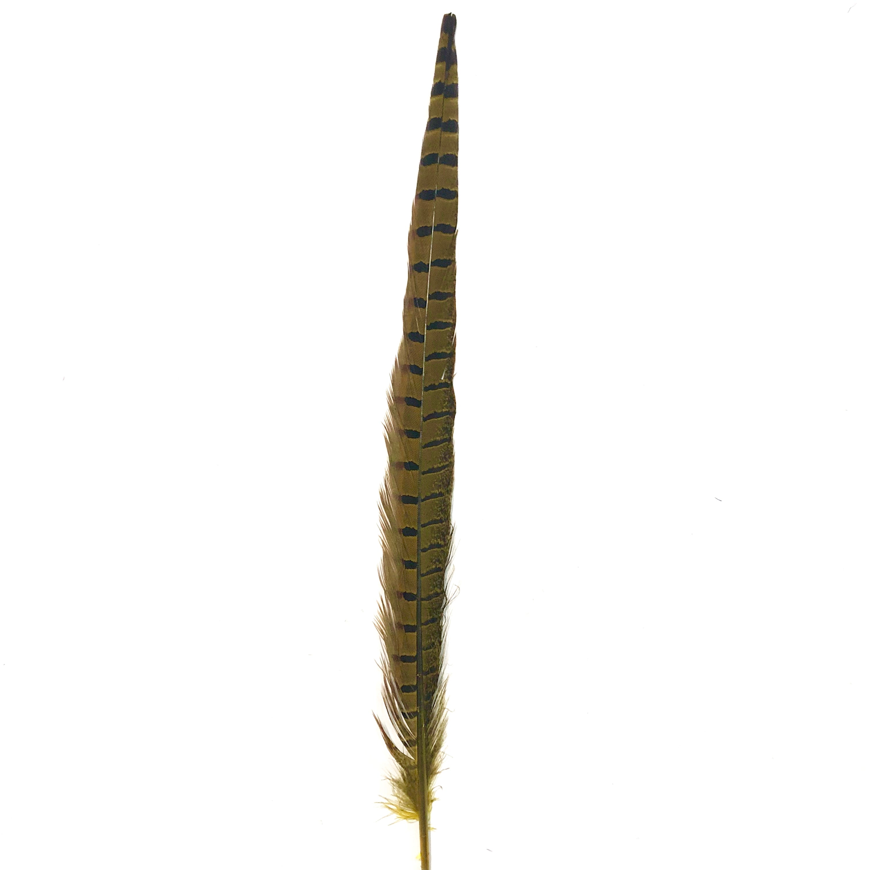 10" to 20" Ringneck Pheasant Tail Feather - Yellow