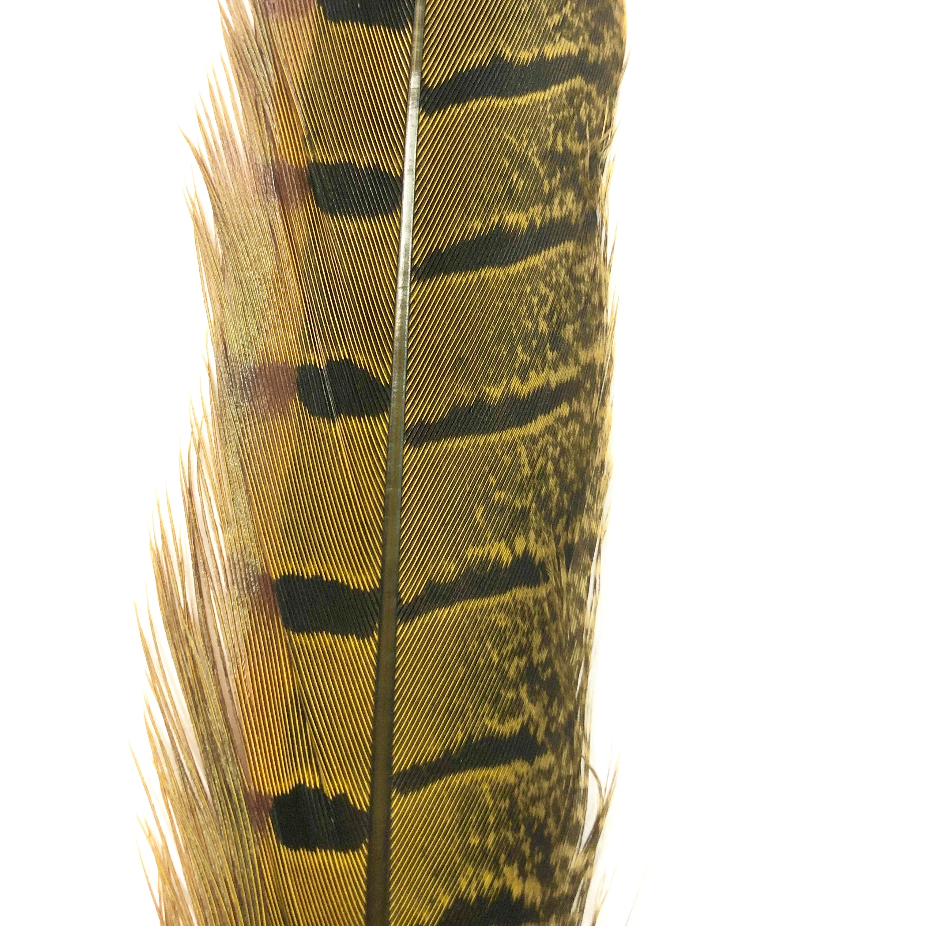 10" to 20" Ringneck Pheasant Tail Feather - Yellow