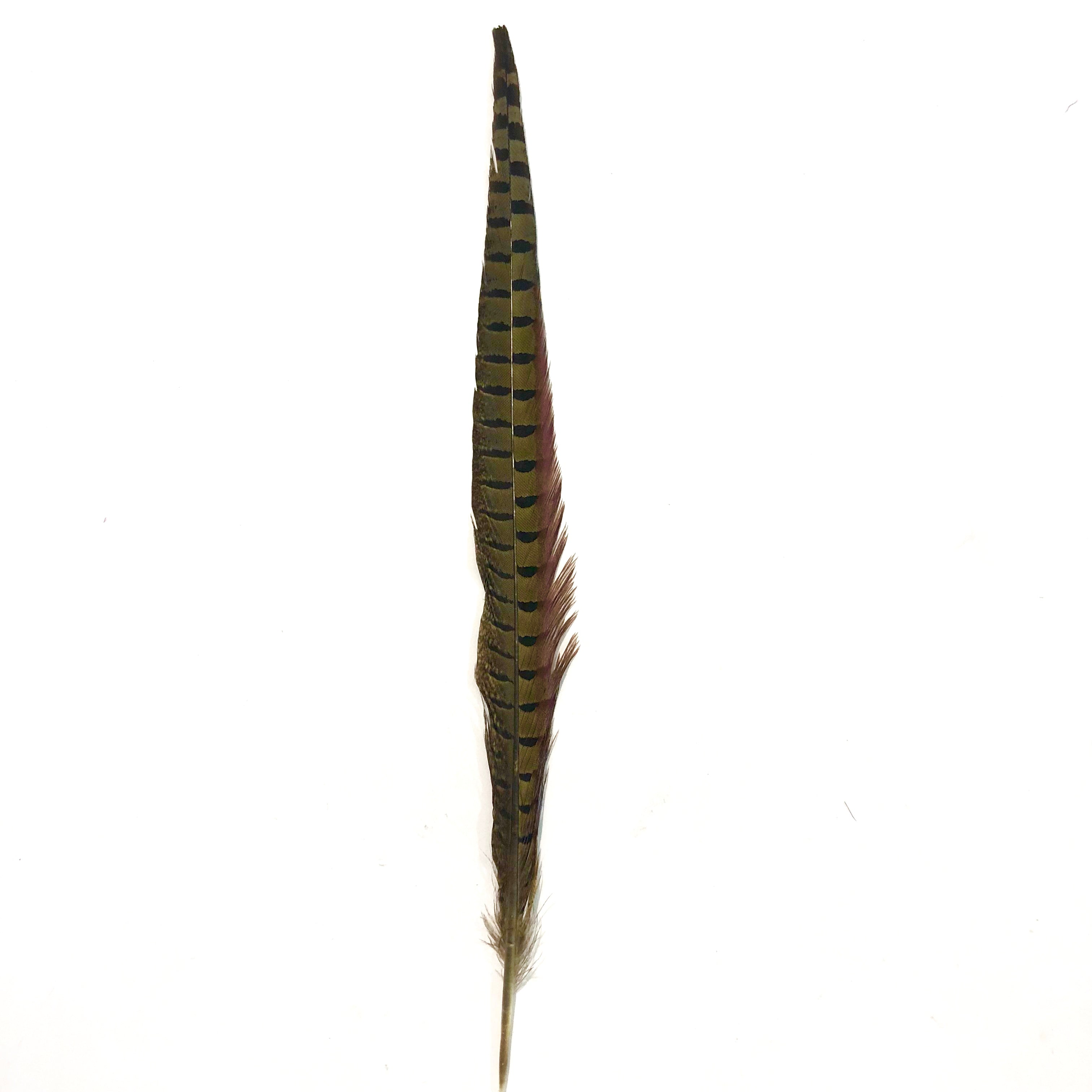 10" to 20" Ringneck Pheasant Tail Feather - Natural