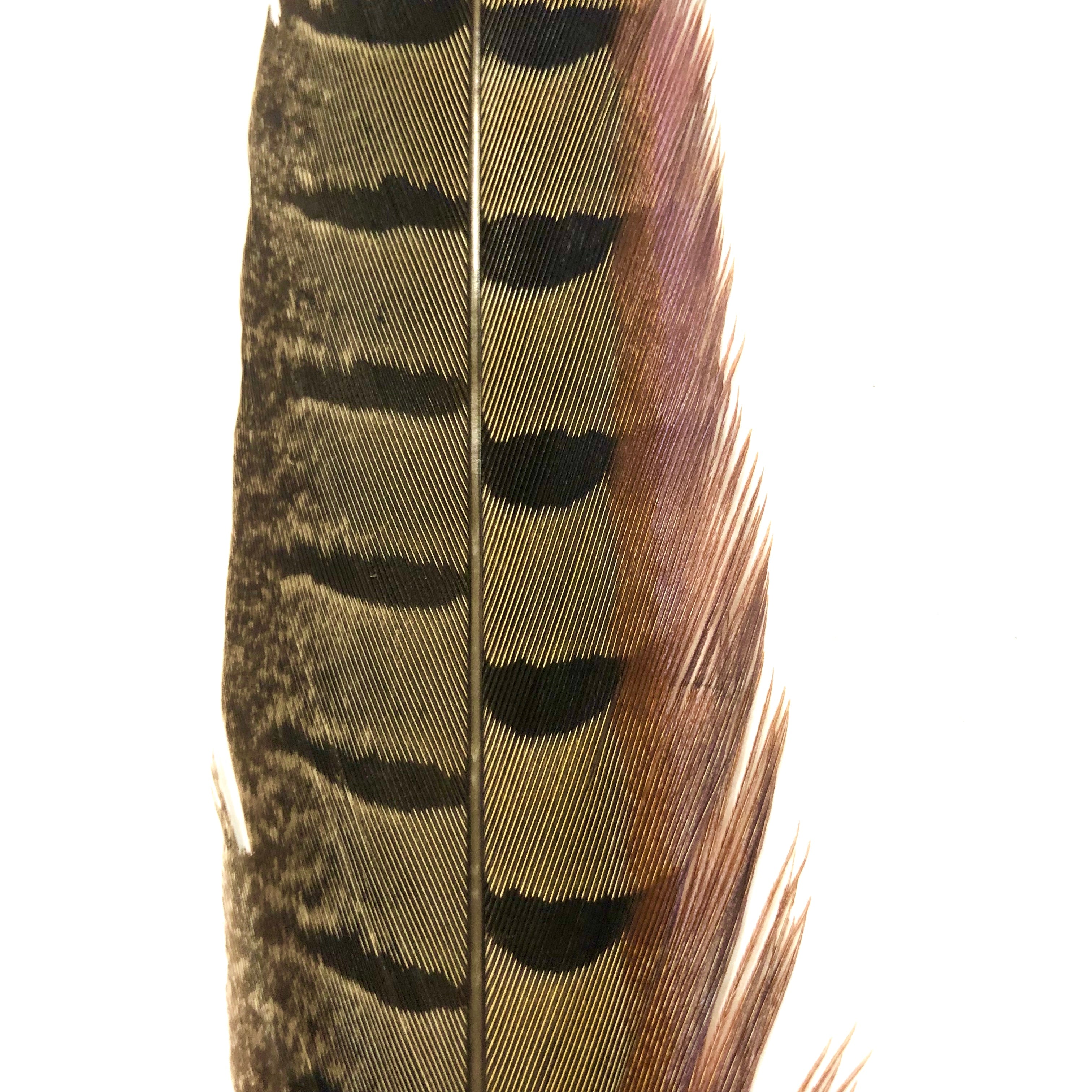 10" to 20" Ringneck Pheasant Tail Feather - Natural