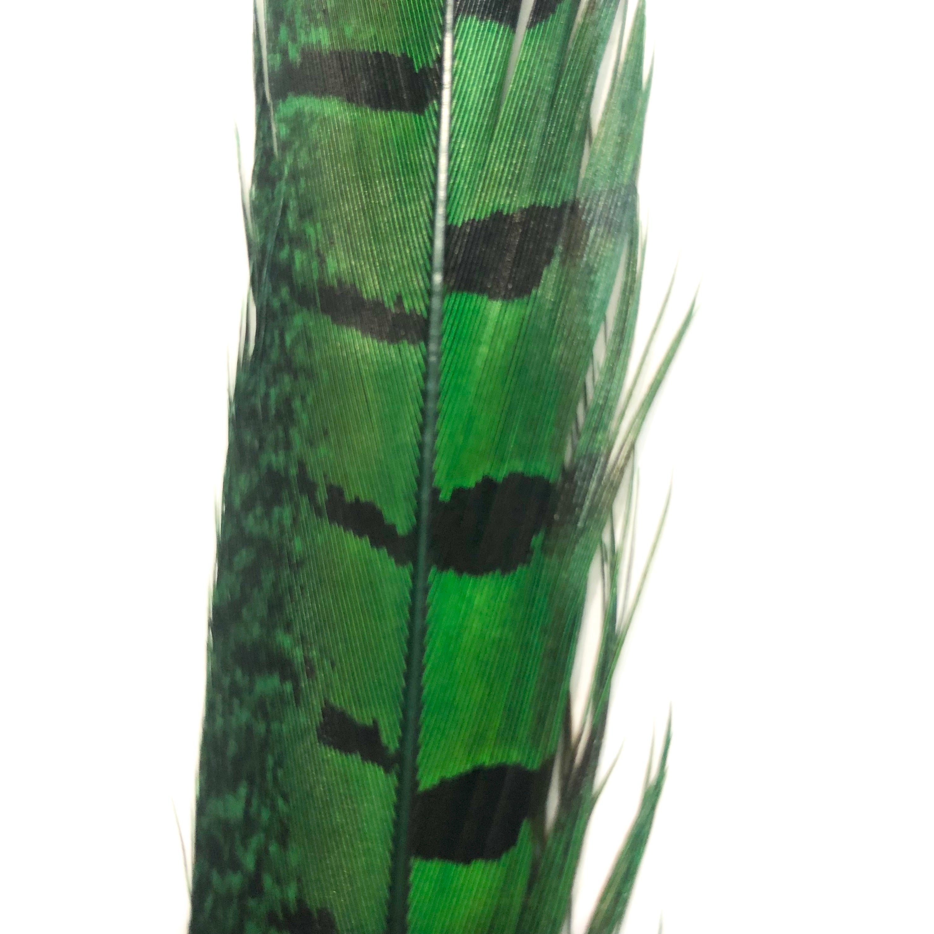 10" to 20" Ringneck Pheasant Tail Feather - Green ((SECONDS))