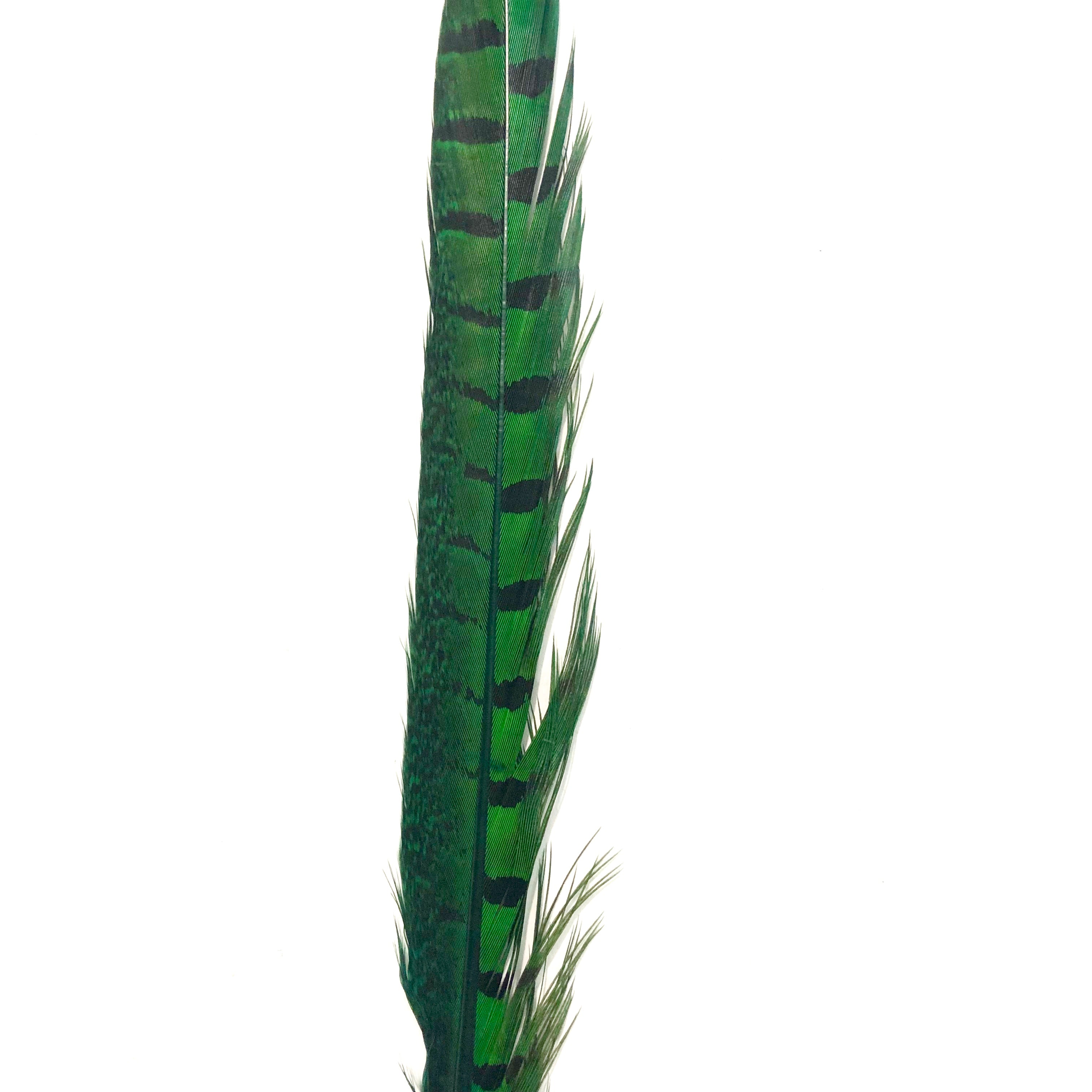 10" to 20" Ringneck Pheasant Tail Feather - Green ((SECONDS))