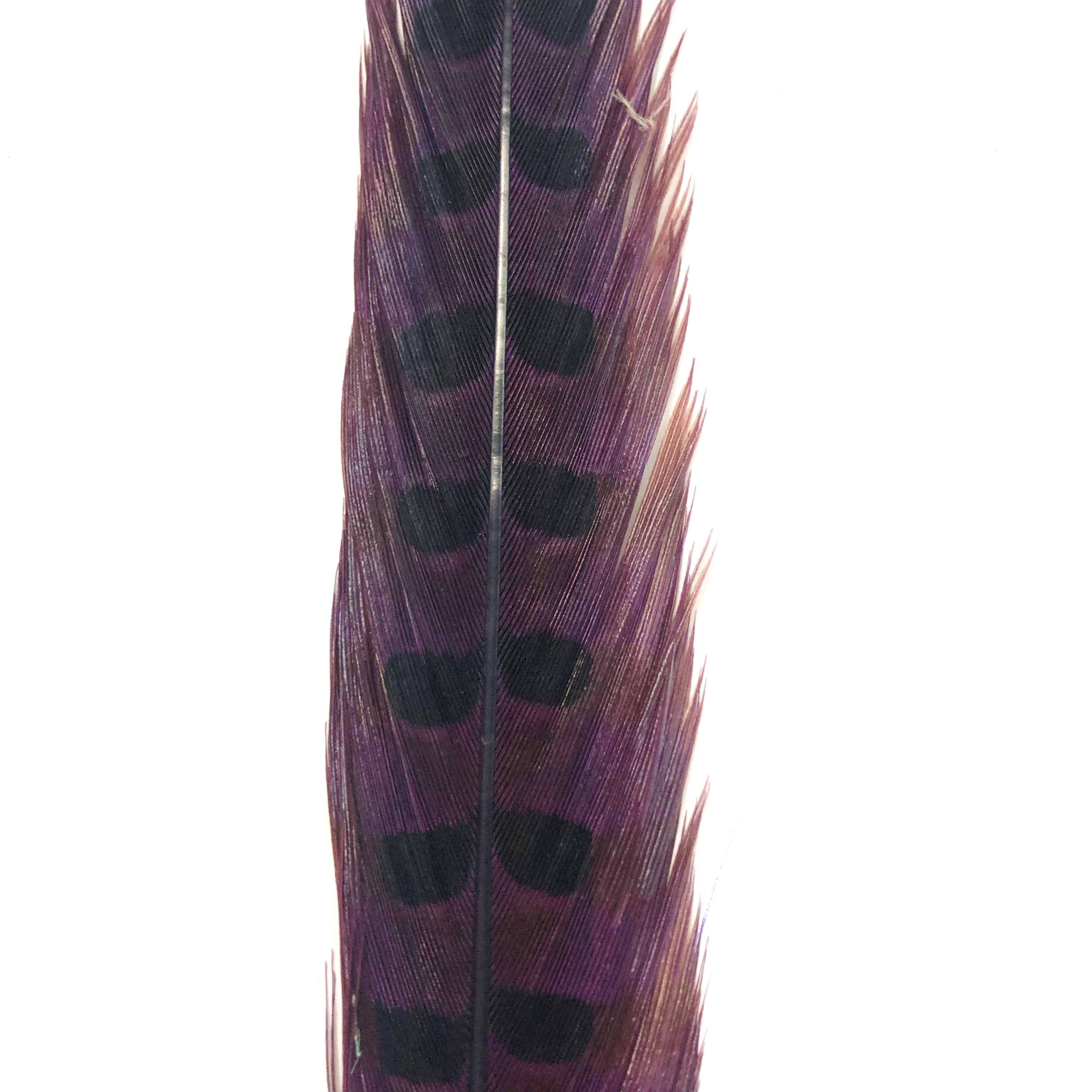 10" to 20" Ringneck Pheasant Tail Feather - Eggplant ((SECONDS))