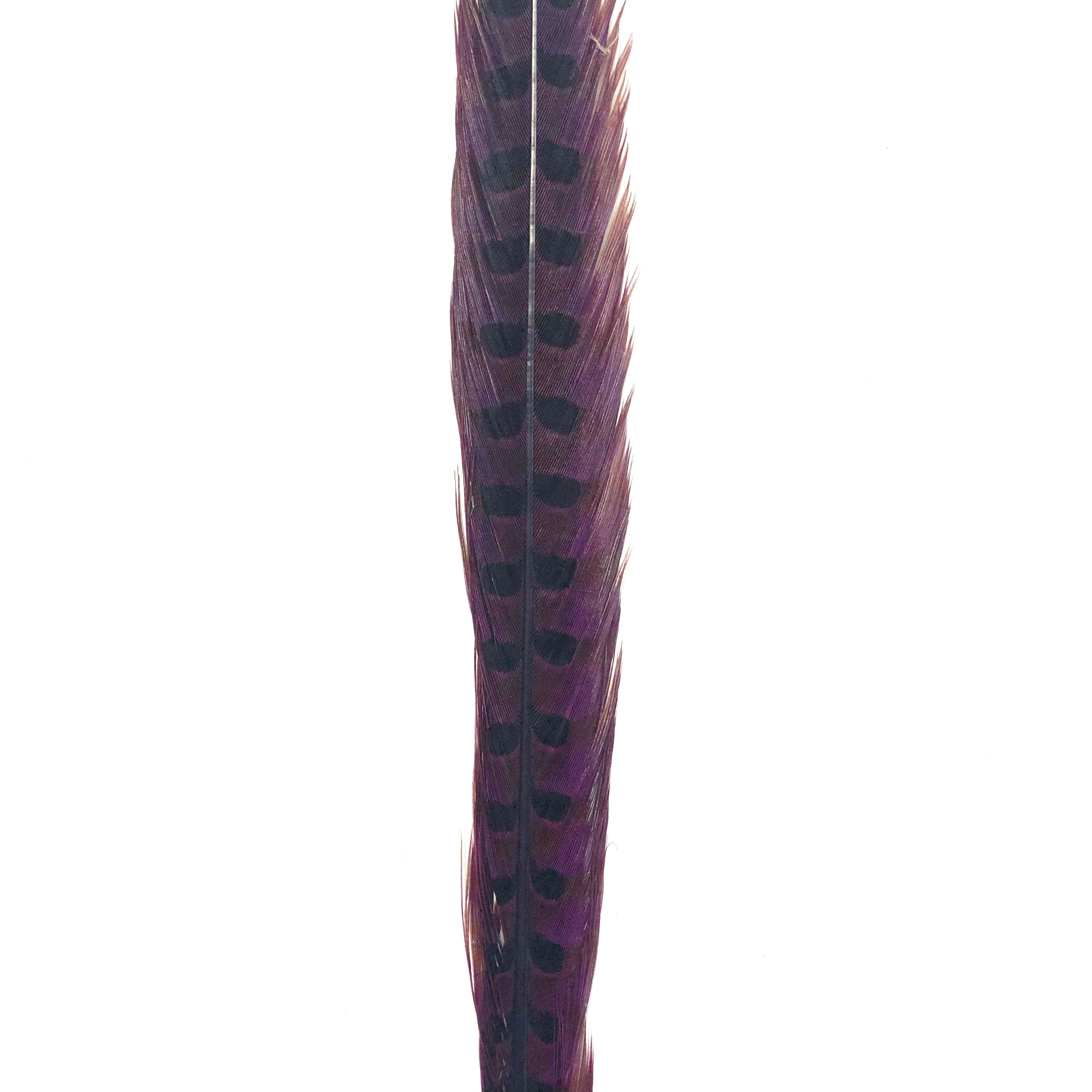 10" to 20" Ringneck Pheasant Tail Feather - Eggplant ((SECONDS))