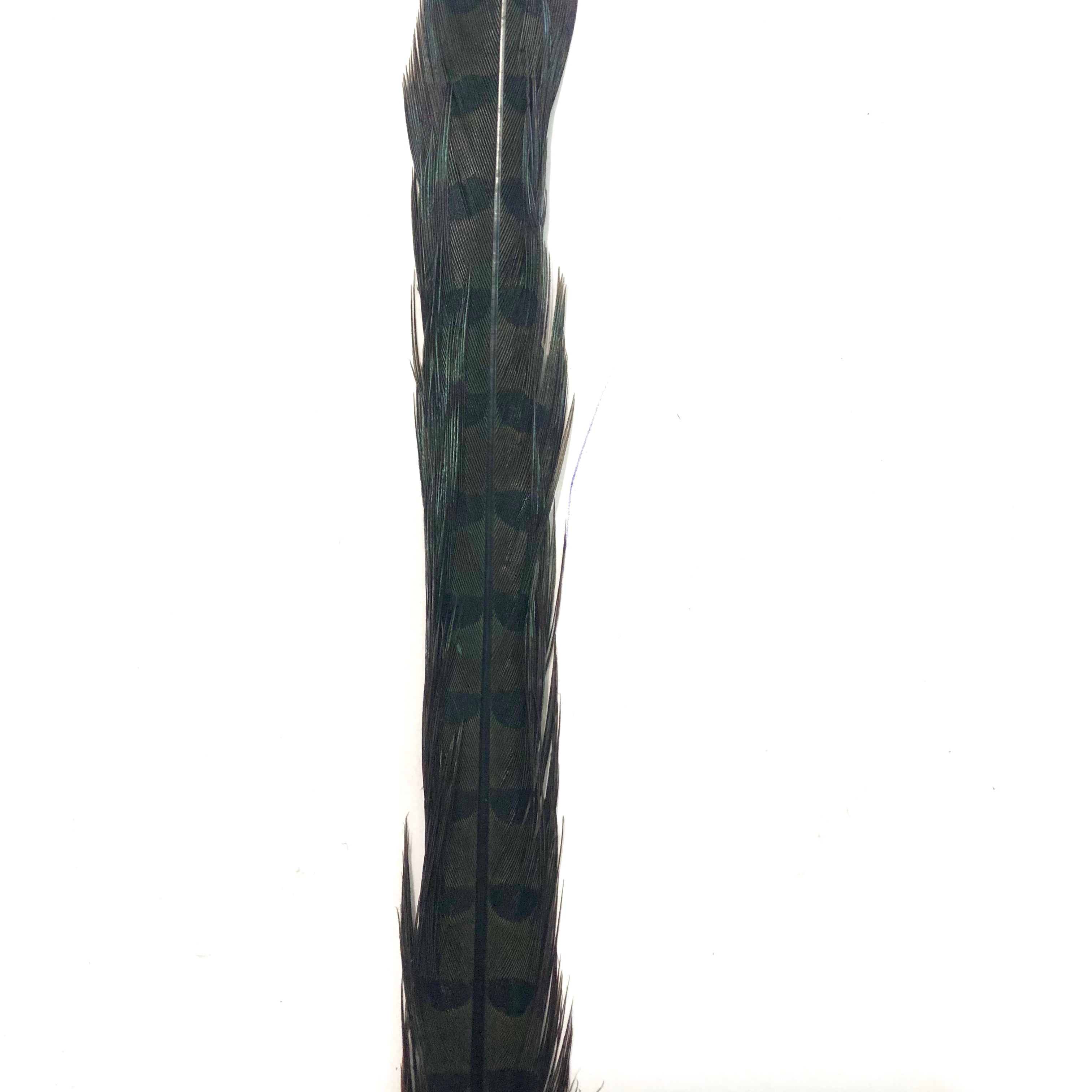 10" to 20" Ringneck Pheasant Tail Feather - Dark Green