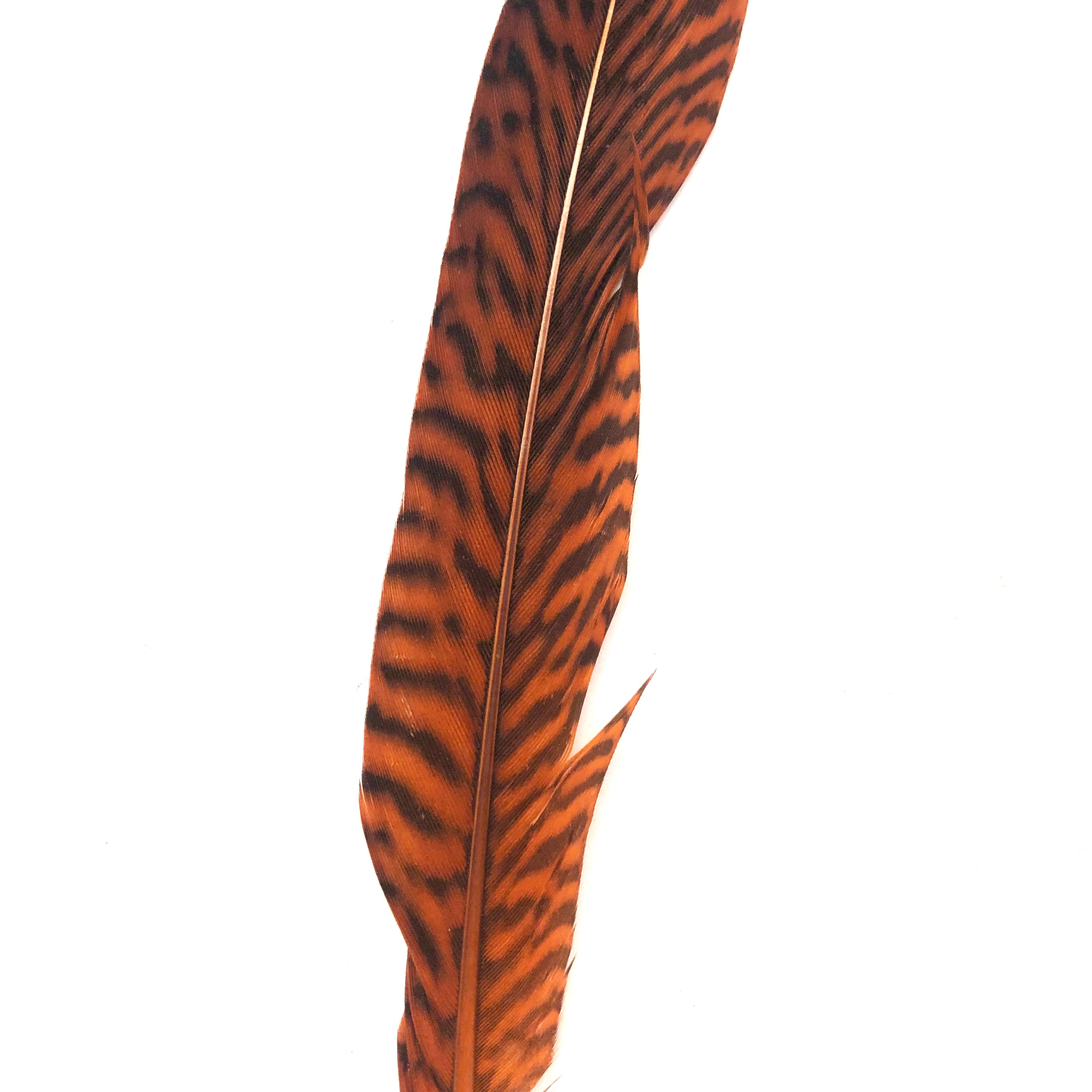 6" to 10" Golden Pheasant Side Tail Feather x 10 pcs - Orange