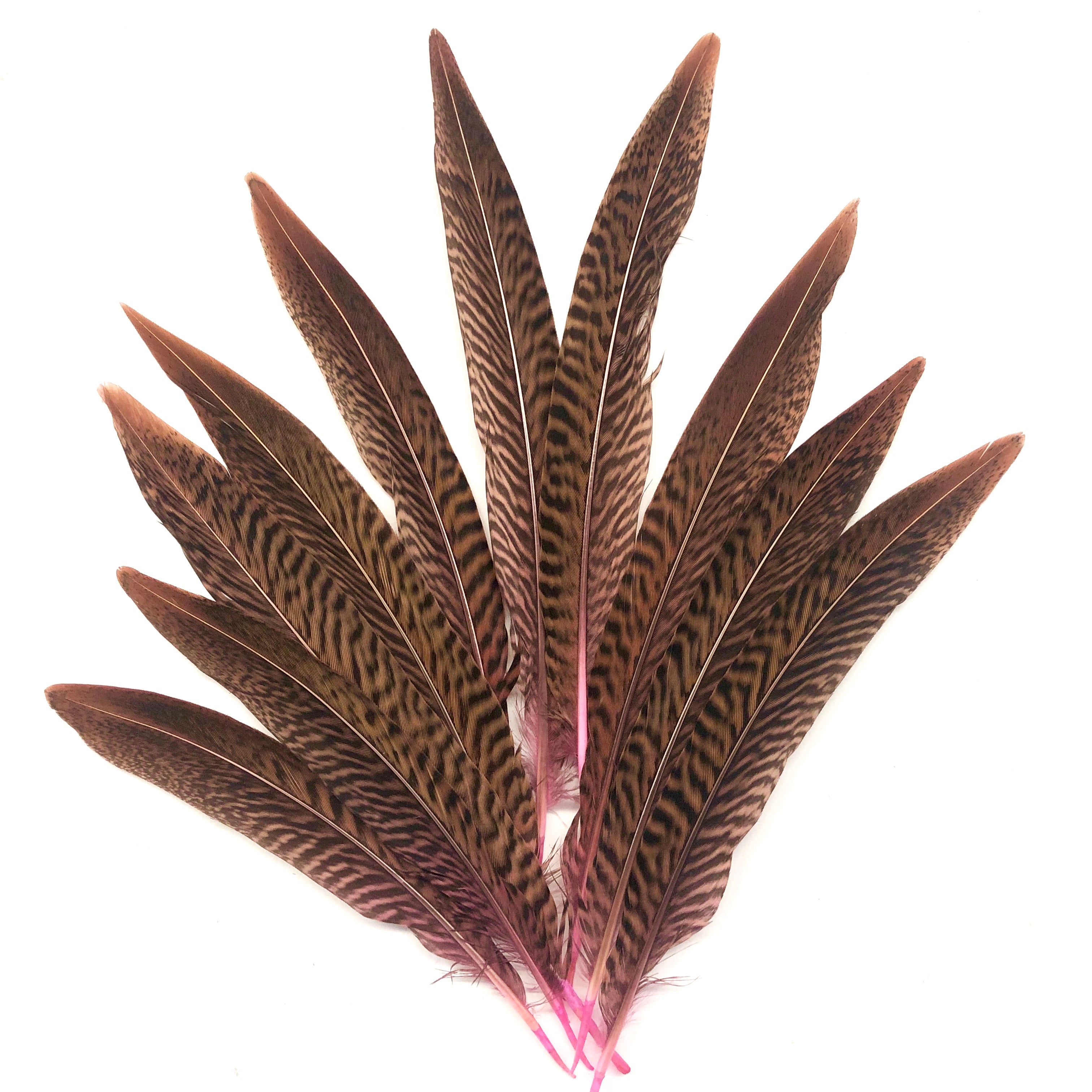 6" to 10" Golden Pheasant Side Tail Feather x 10 pcs - Pink