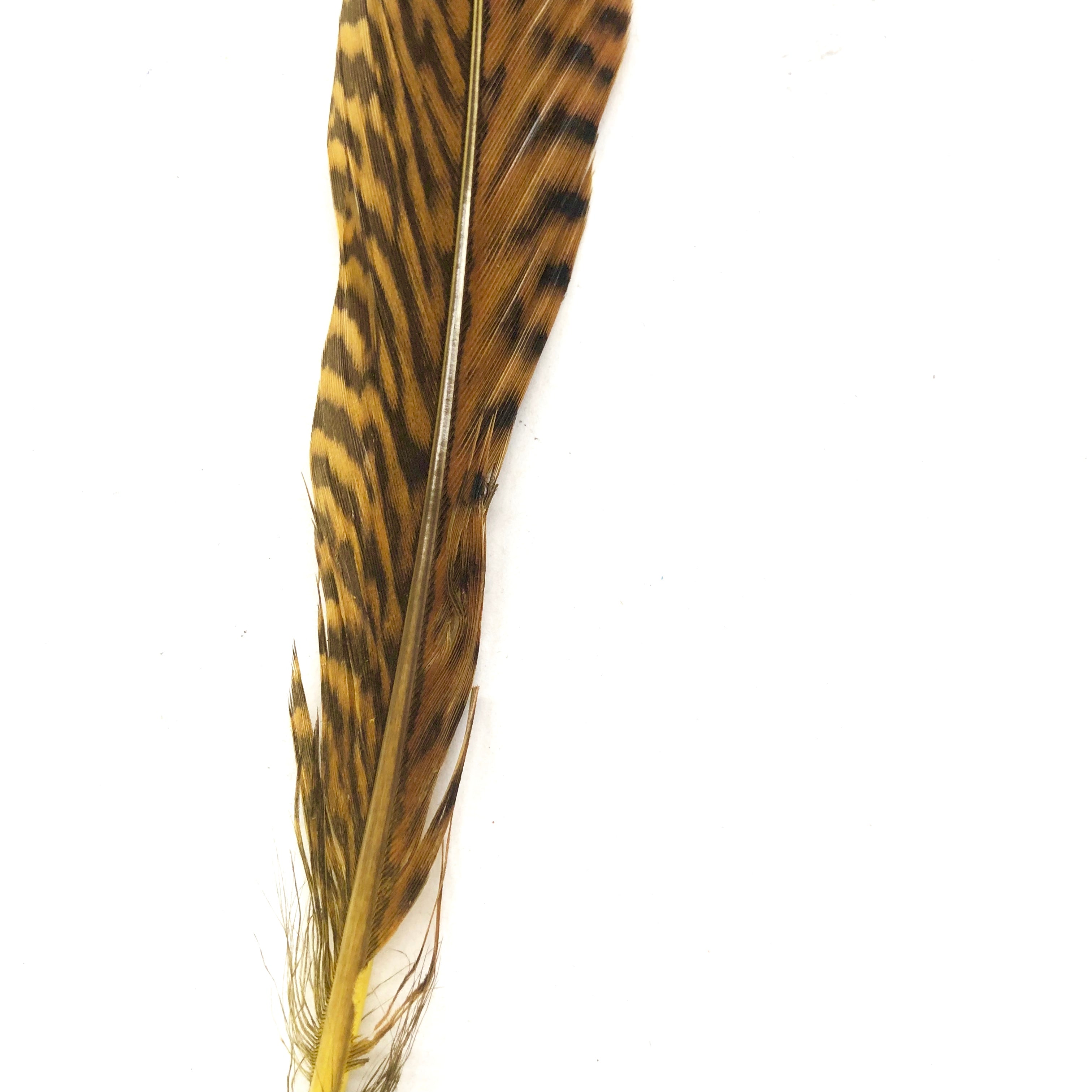 6" to 10" Golden Pheasant Side Tail Feather x 10 pcs - Yellow