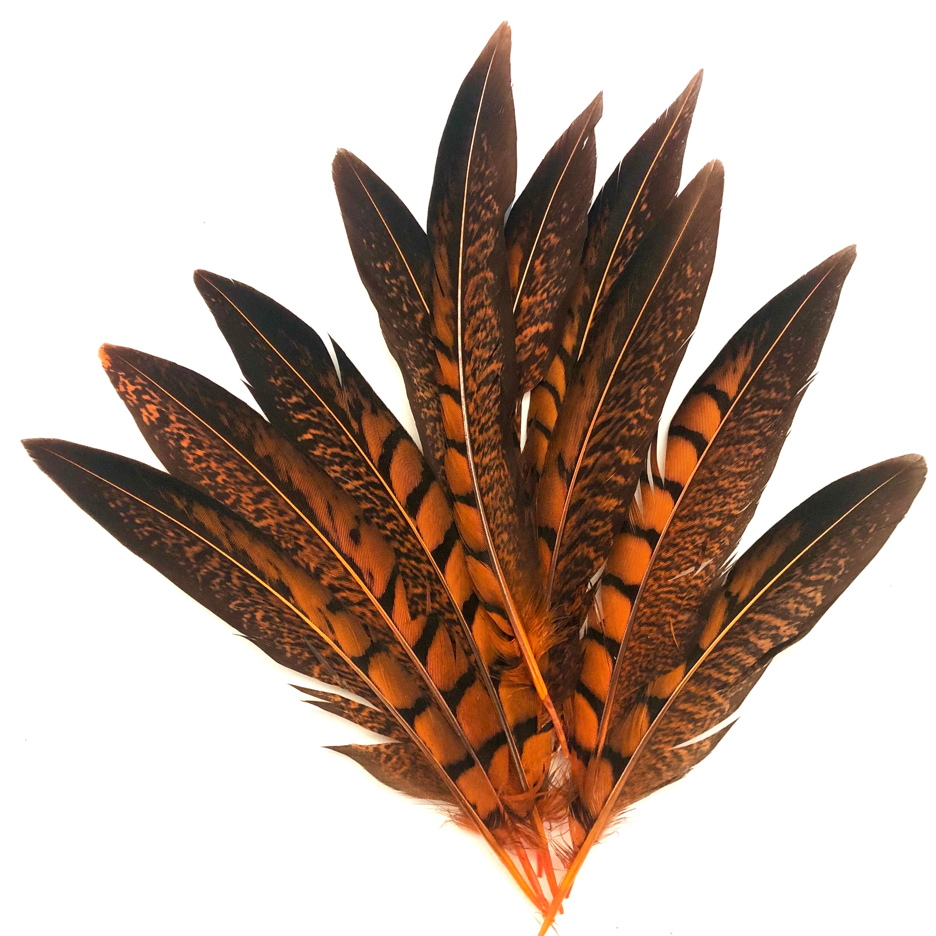 5" to 10" Lady Amherst Pheasant Side Tail Feather x 10 pcs - Orange
