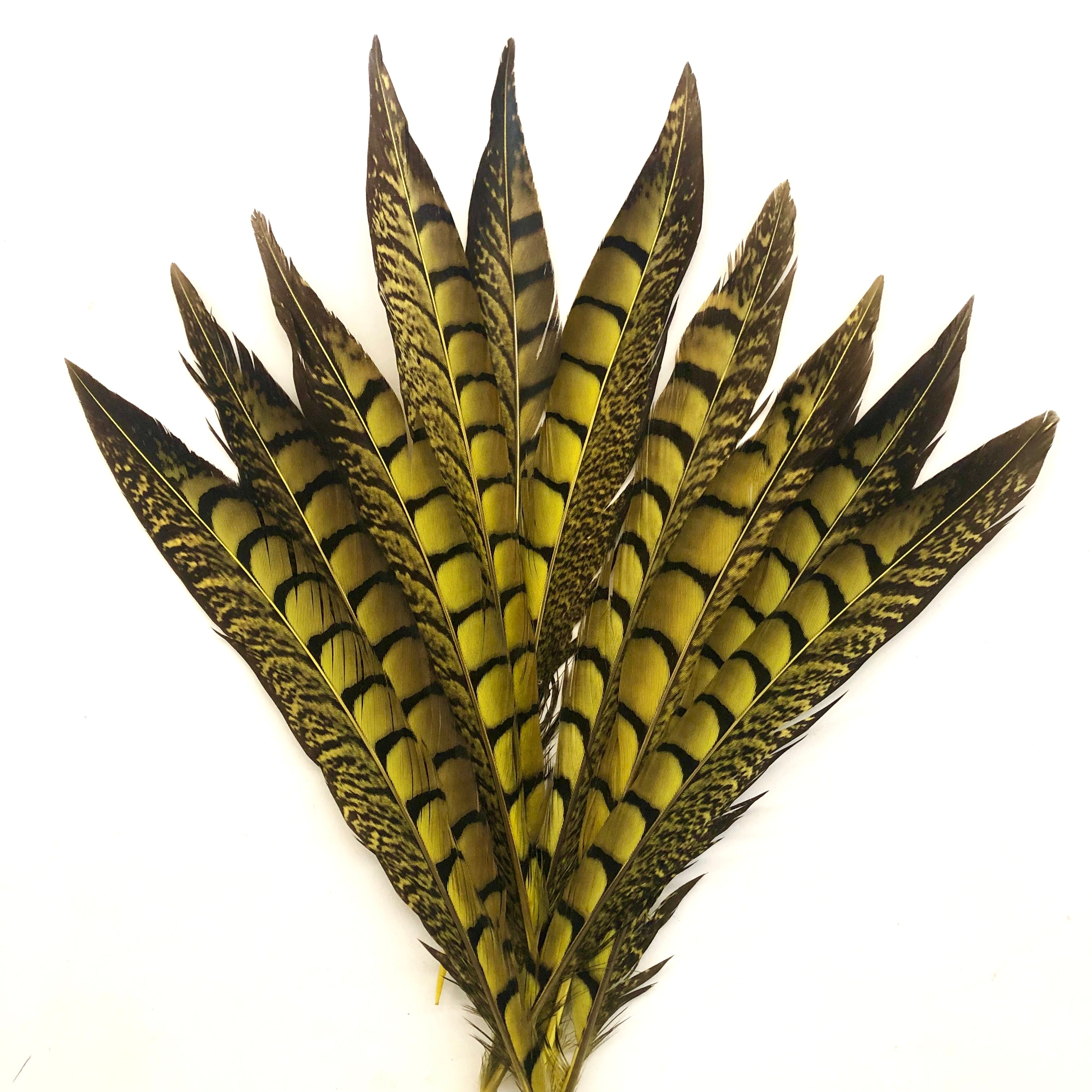 5" to 10" Lady Amherst Pheasant Side Tail Feather x 10 pcs - Yellow