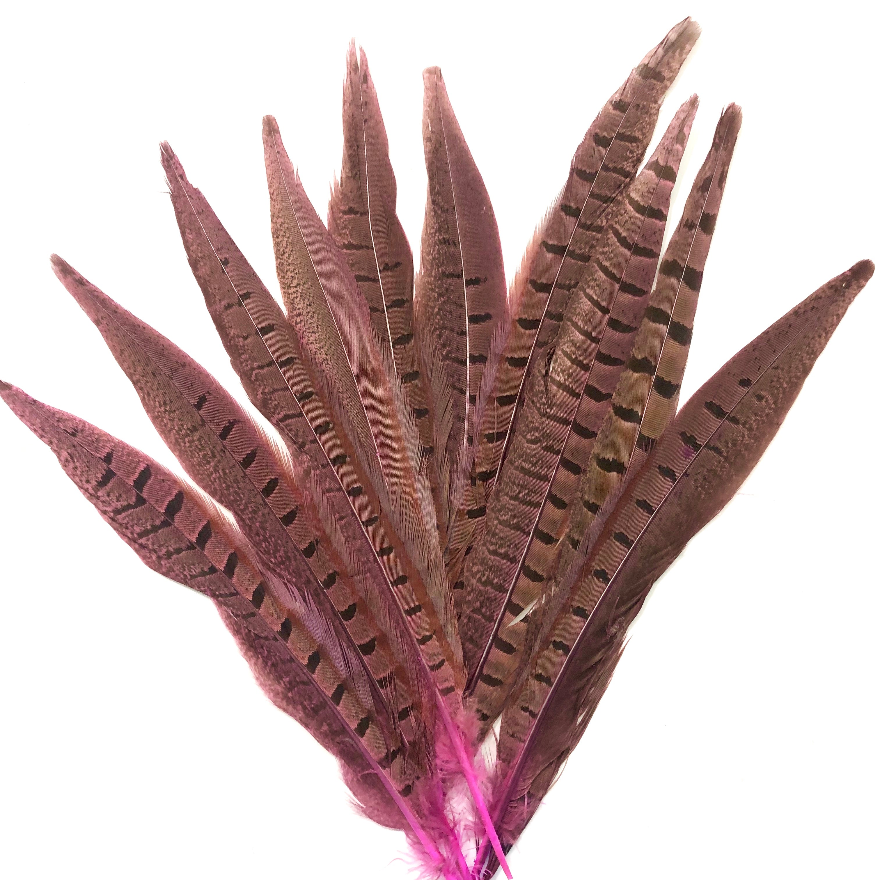 6" to 10" Ringneck Pheasant Tail Feather x 10 pcs - Hot Pink