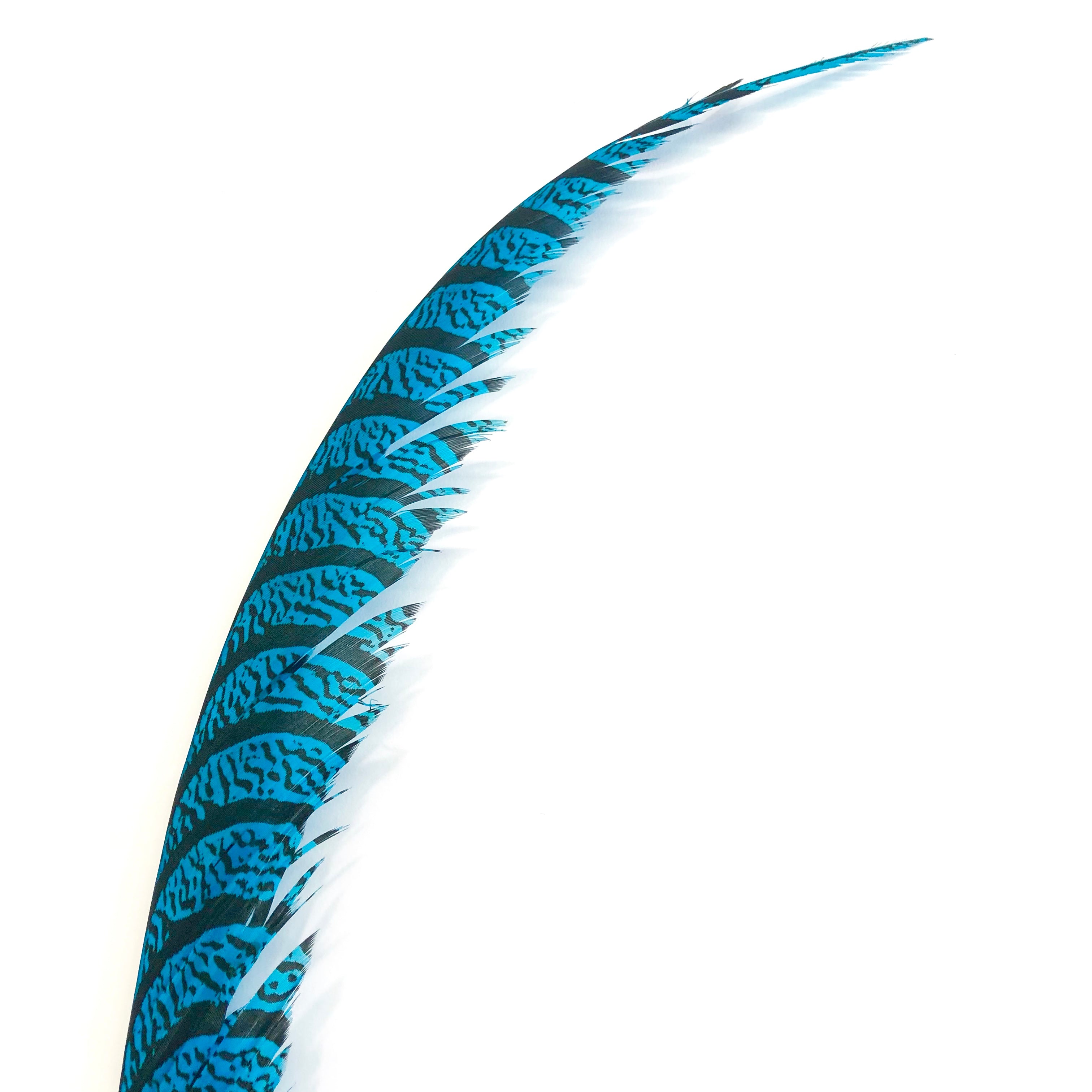 Lady Amherst Pheasant Centre Tail Feather - Turquoise