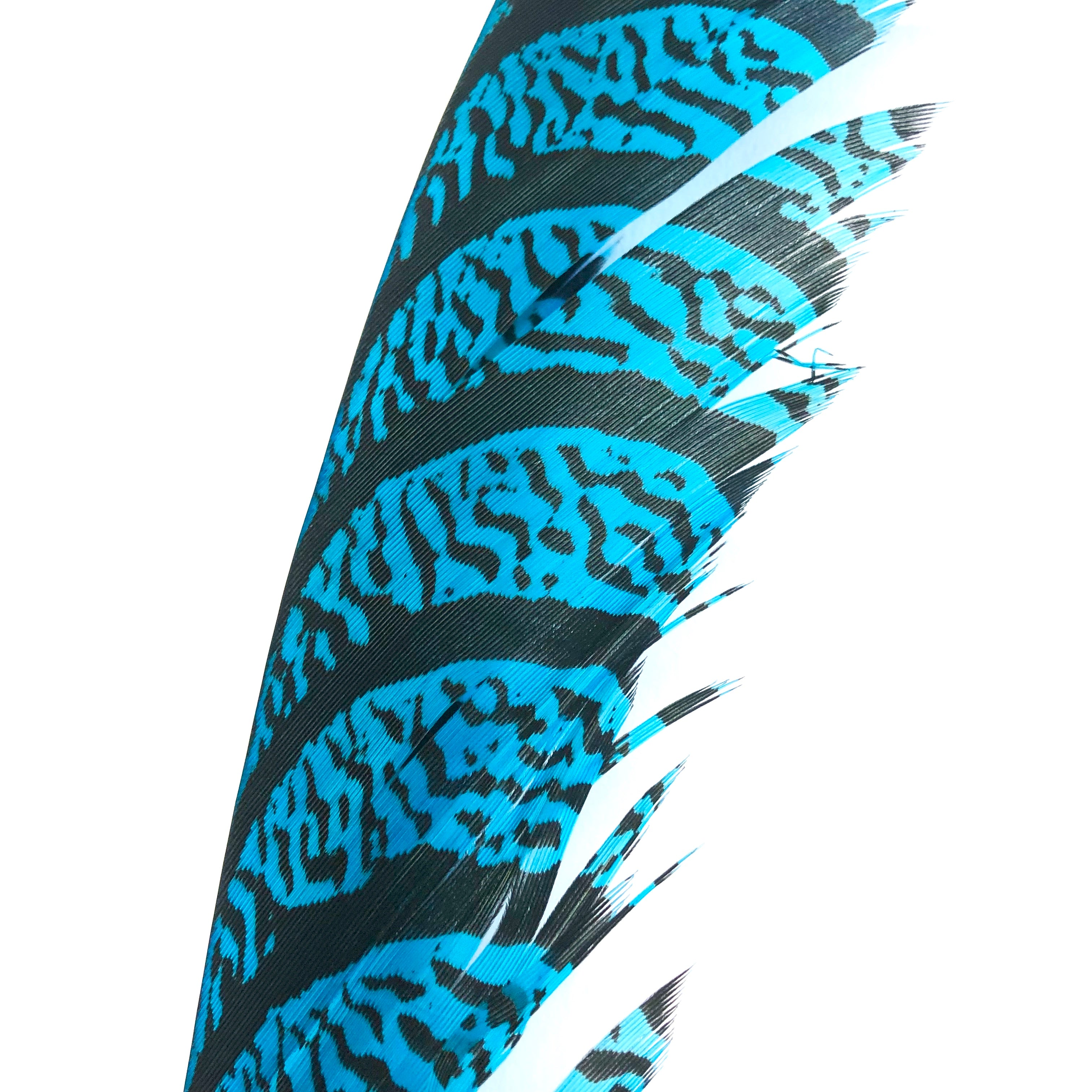 Lady Amherst Pheasant Centre Tail Feather - Turquoise