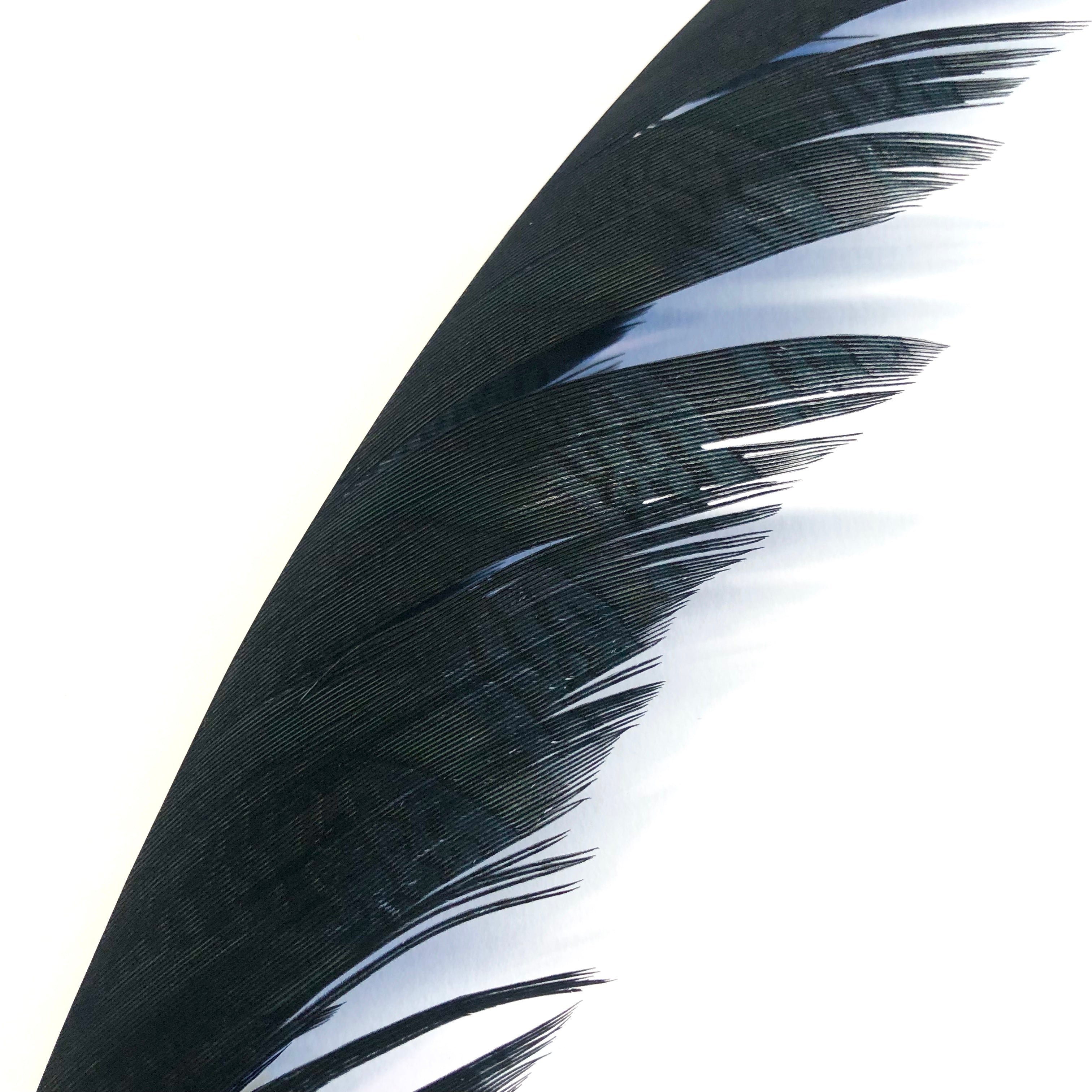 Lady Amherst Pheasant Centre Tail Feather - Black ((SECONDS))