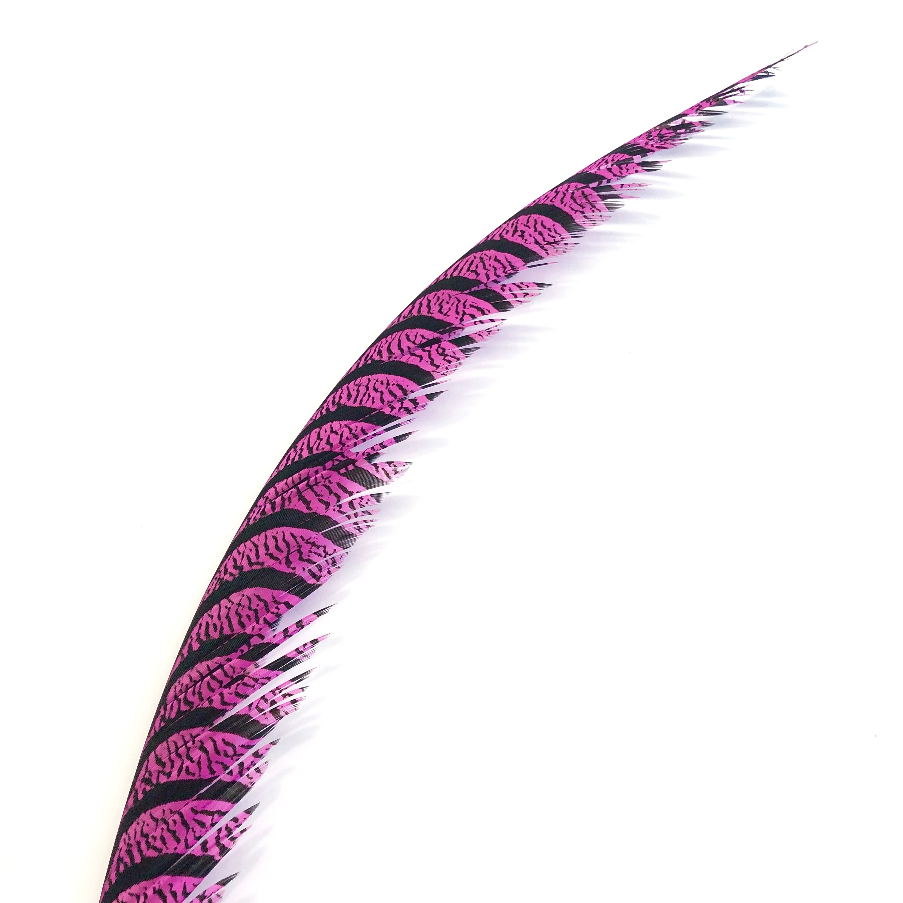 Lady Amherst Pheasant Centre Tail Feather - Hot Pink ((SECONDS))