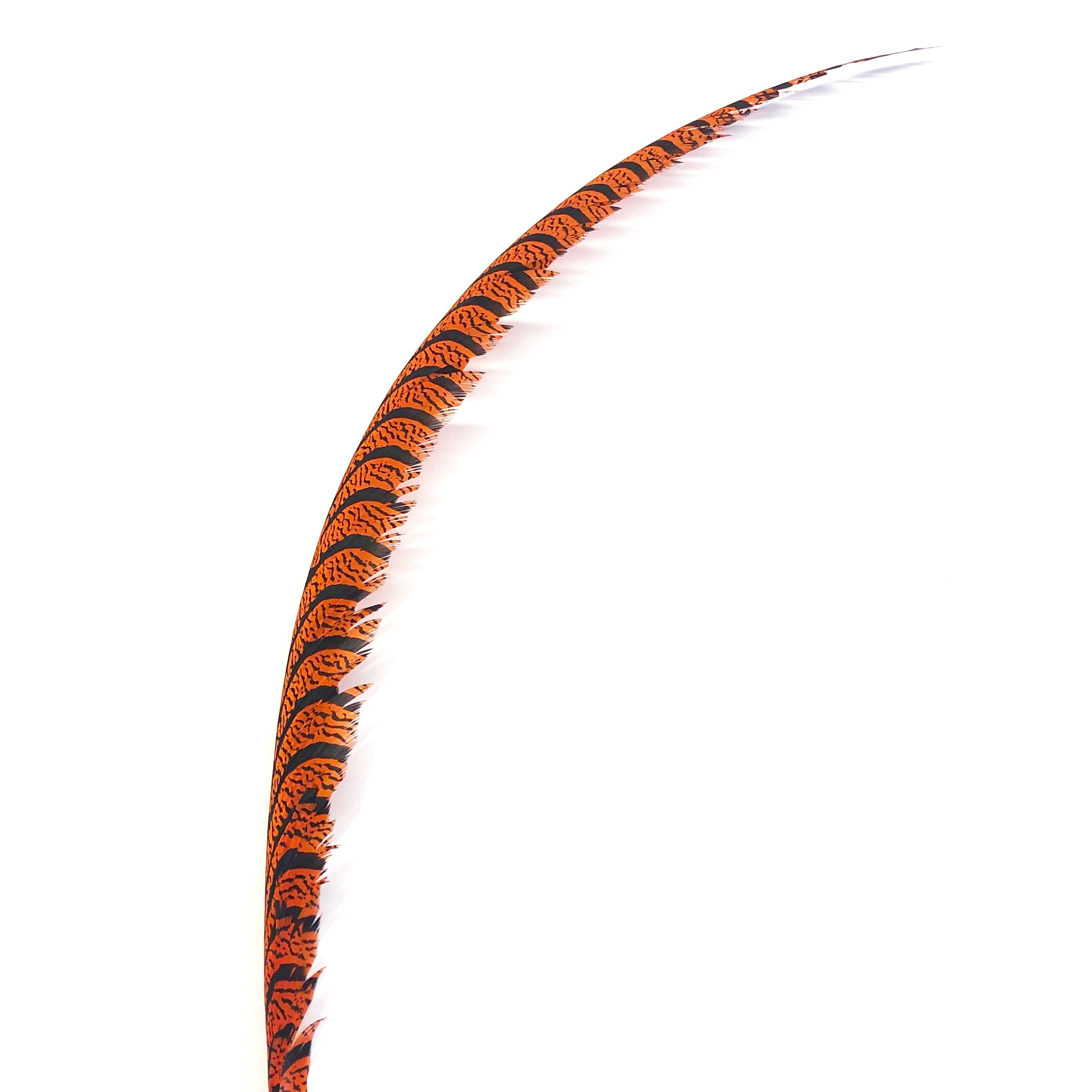 Lady Amherst Pheasant Centre Tail Feather - Orange