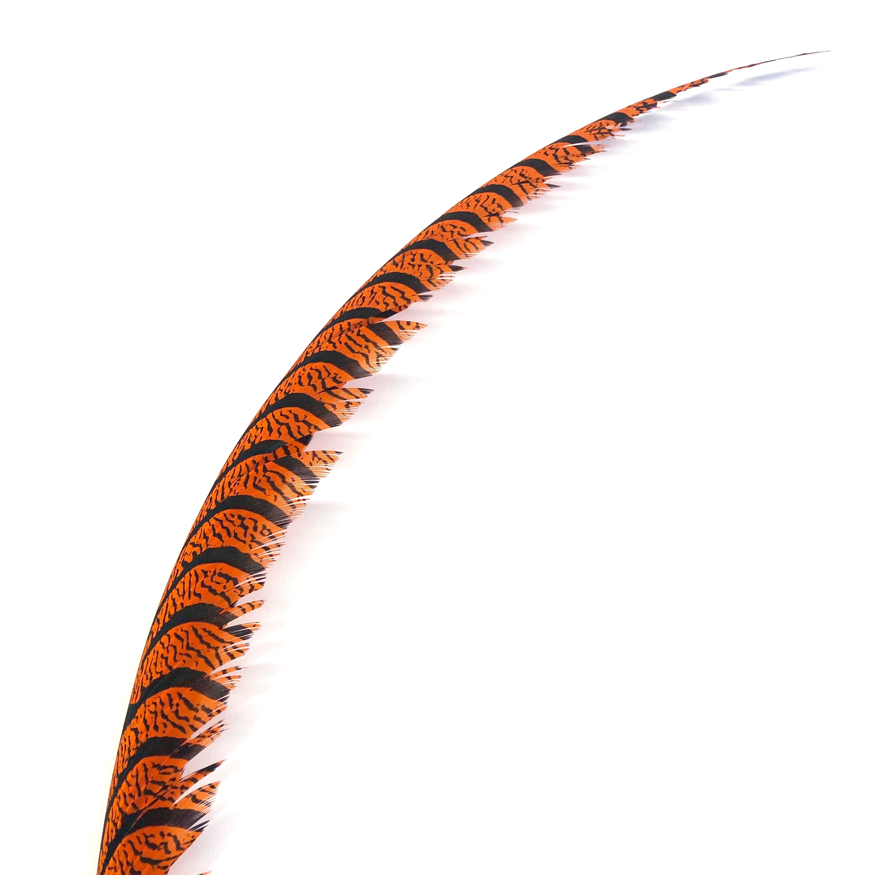Lady Amherst Pheasant Centre Tail Feather - Orange ((SECONDS))