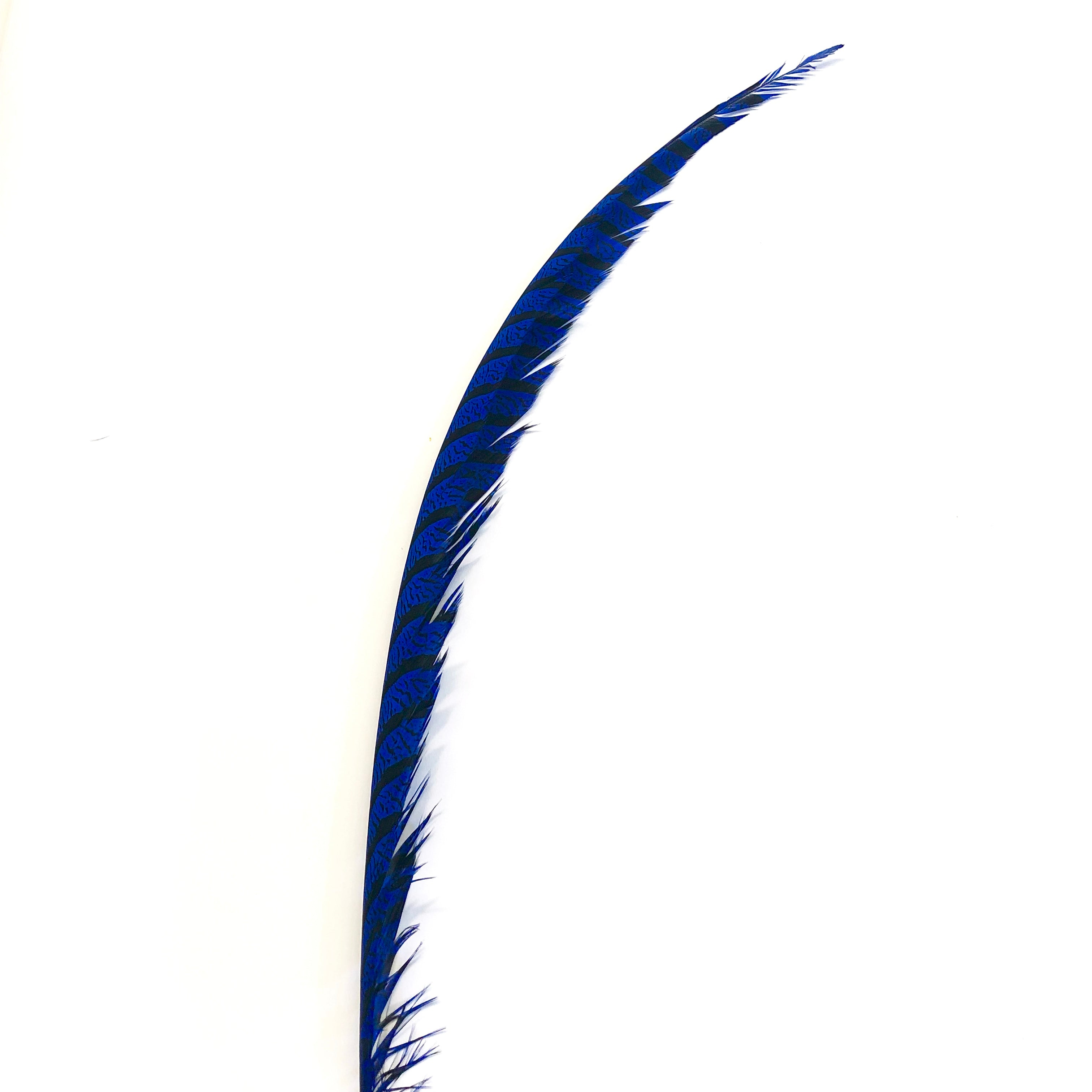 Lady Amherst Pheasant Centre Tail Feather - Royal Blue