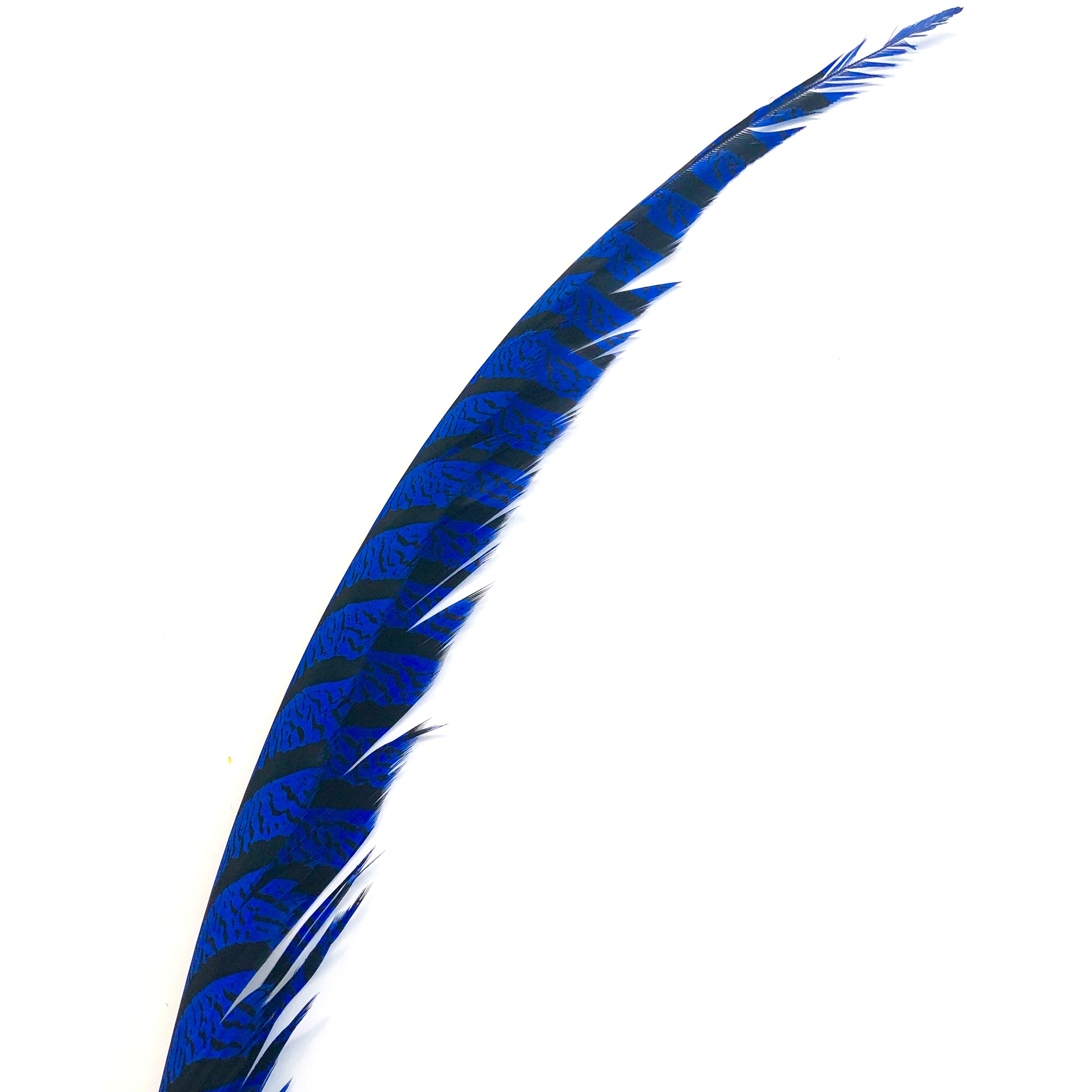 Lady Amherst Pheasant Centre Tail Feather - Royal Blue ((SECONDS))
