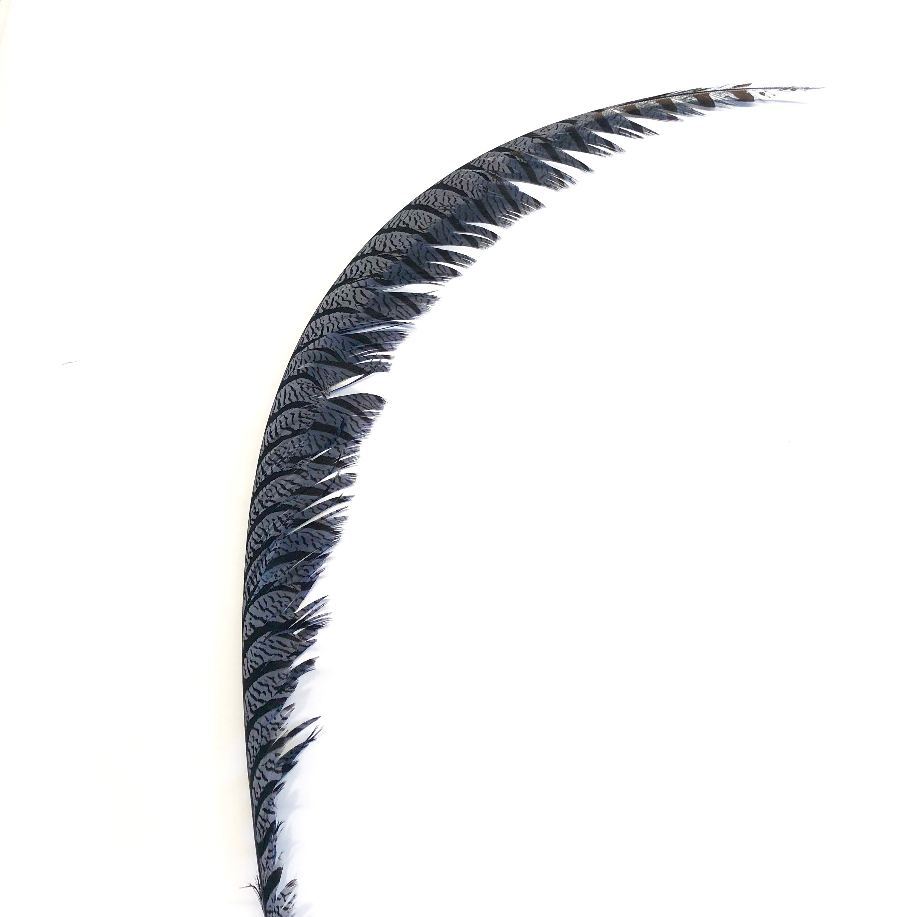 Lady Amherst Pheasant Centre Tail Feather - Grey