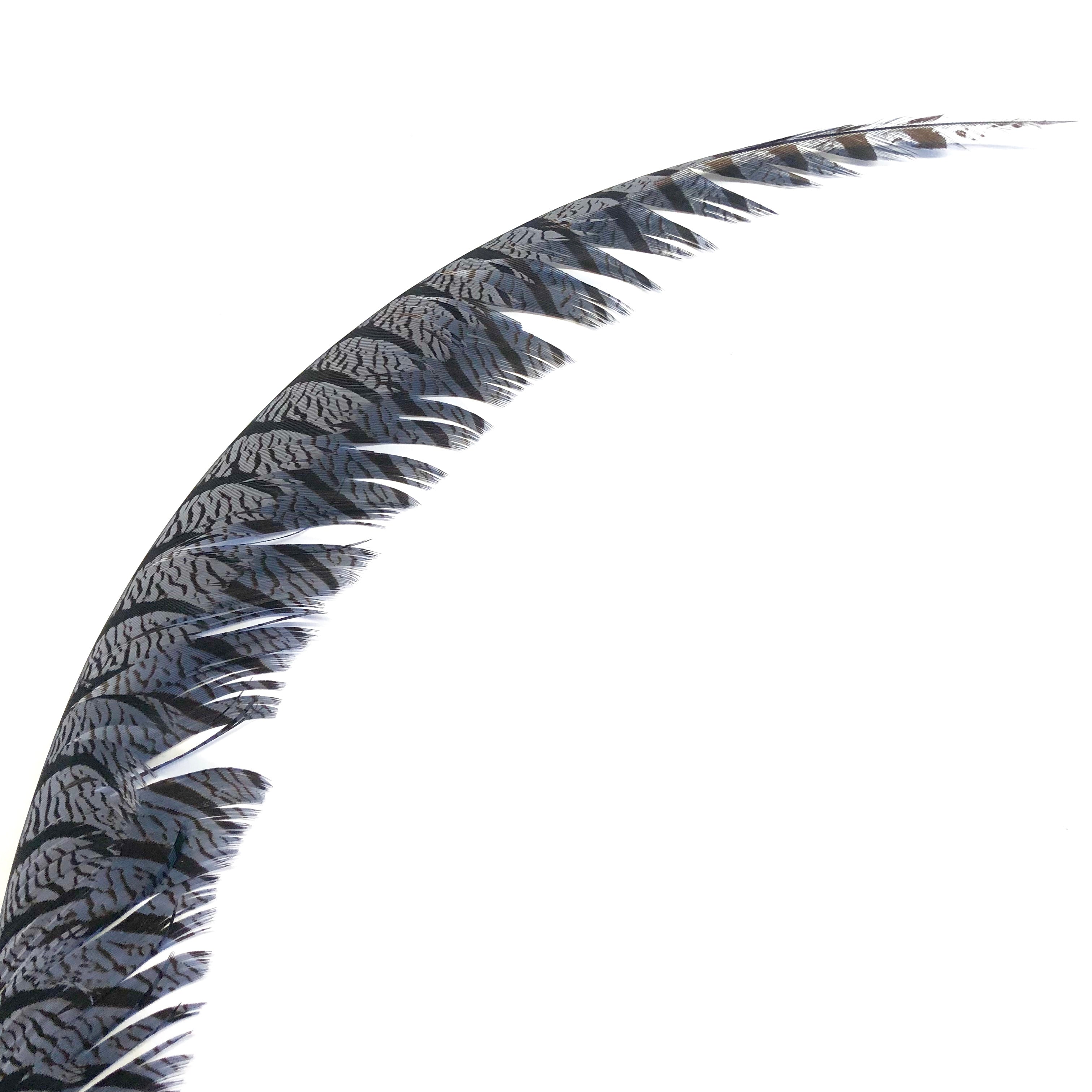 Lady Amherst Pheasant Centre Tail Feather - Grey ((SECONDS))