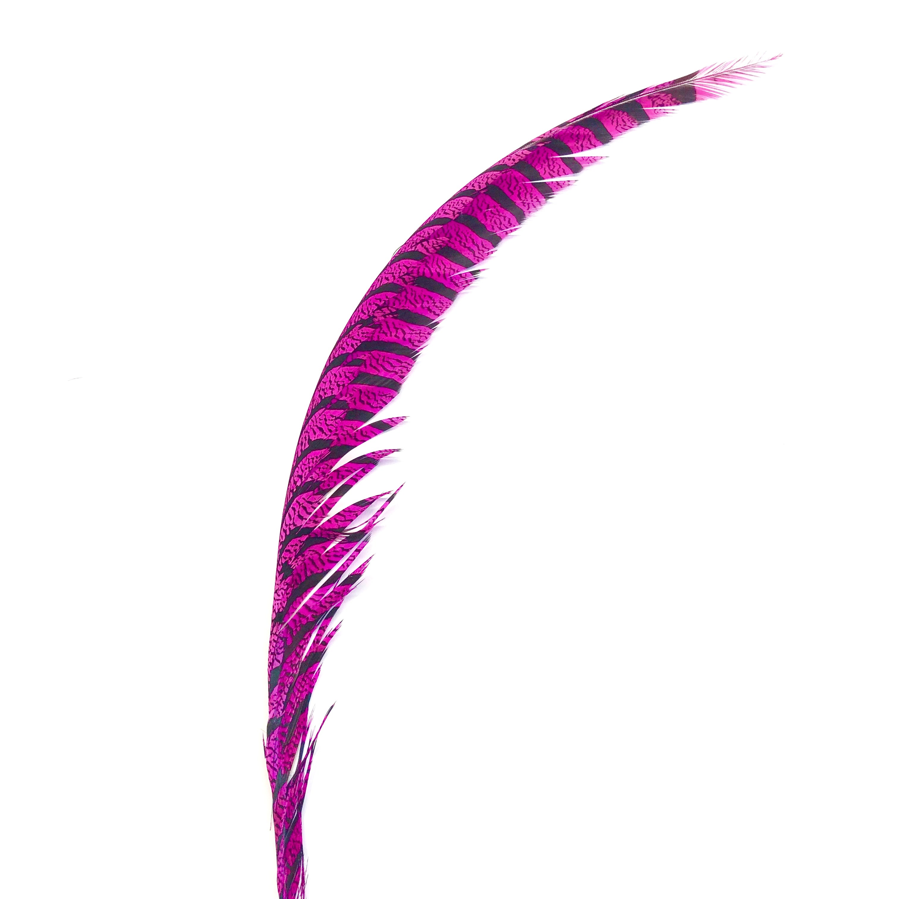 Lady Amherst Pheasant Centre Tail Feather - Cerise