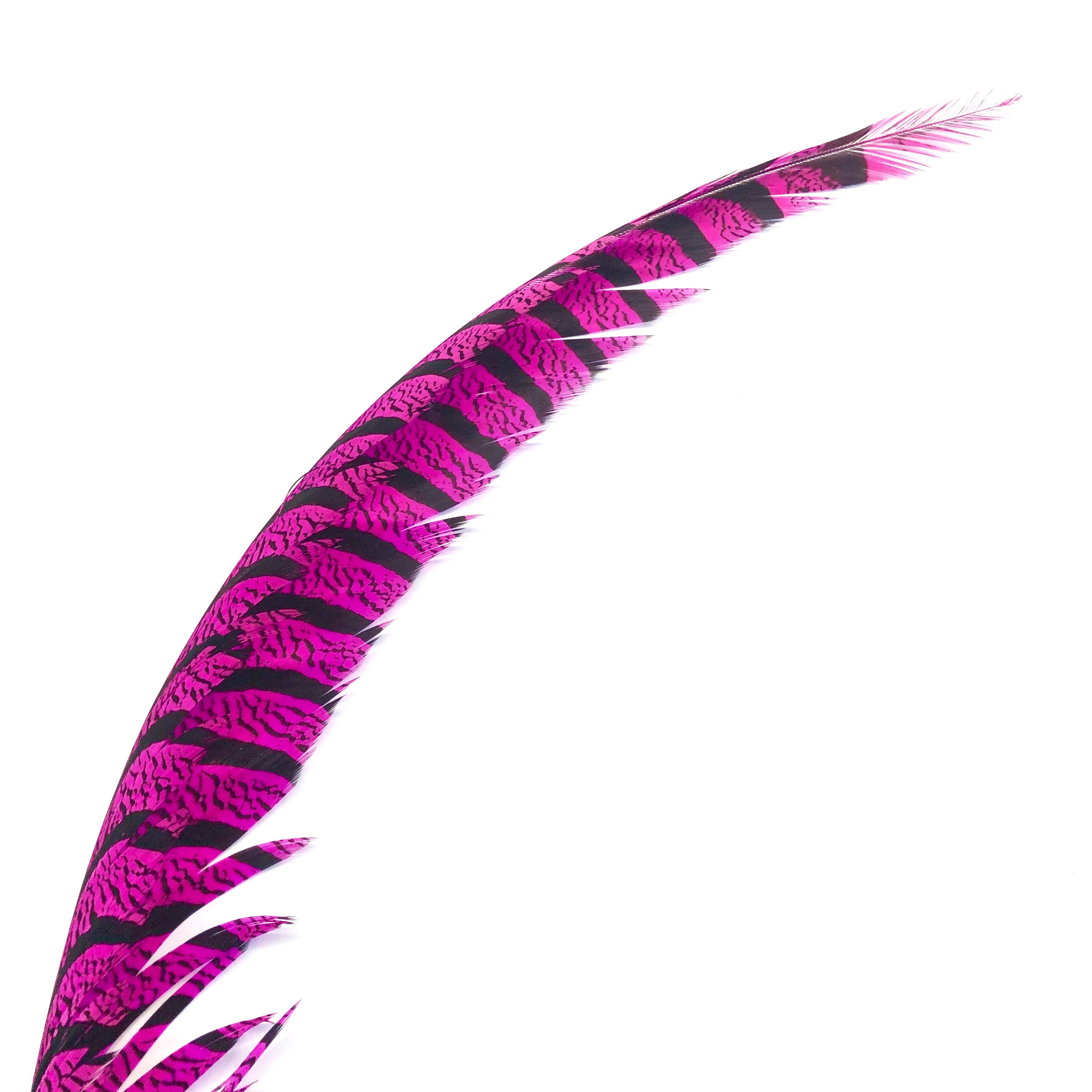 Lady Amherst Pheasant Centre Tail Feather - Cerise ((SECONDS))