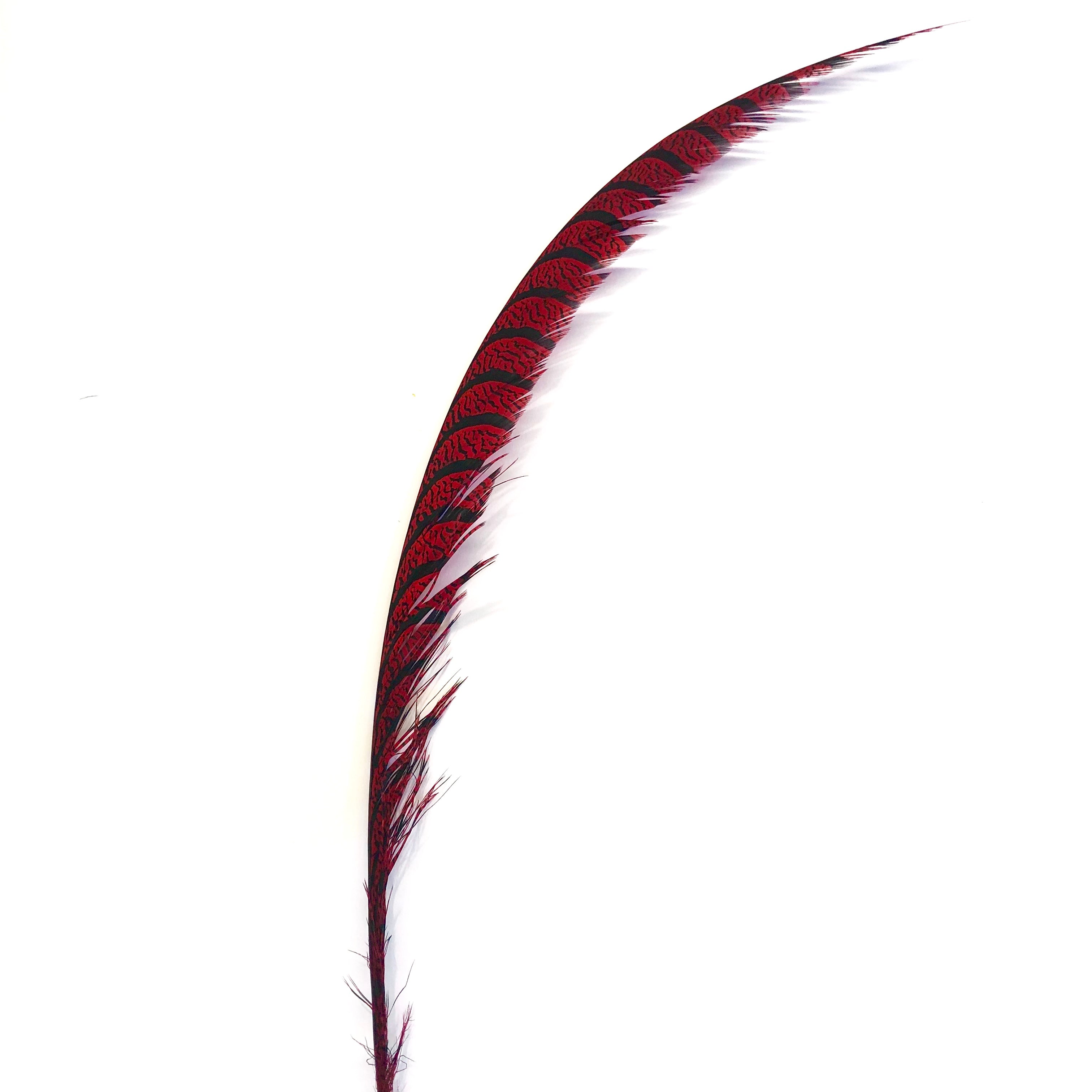 Lady Amherst Pheasant Centre Tail Feather - Red