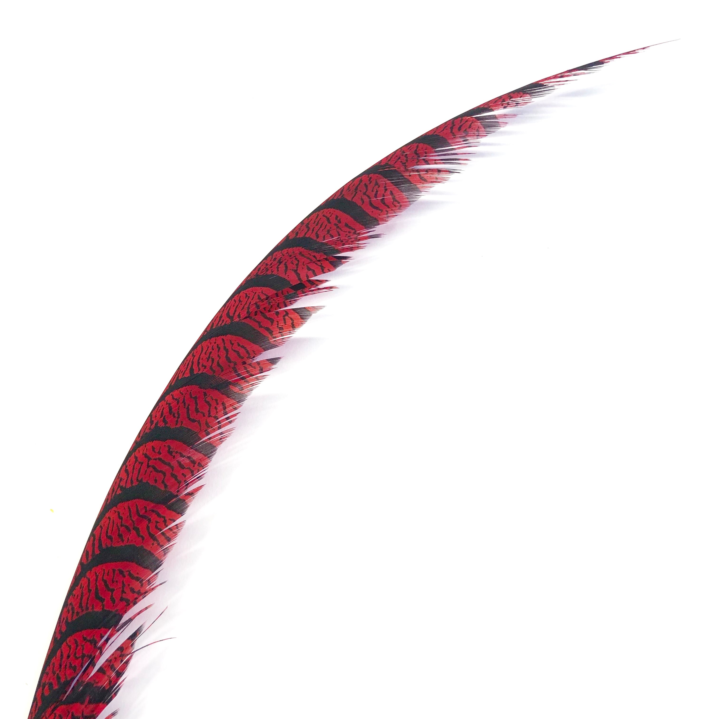 Lady Amherst Pheasant Centre Tail Feather - Red