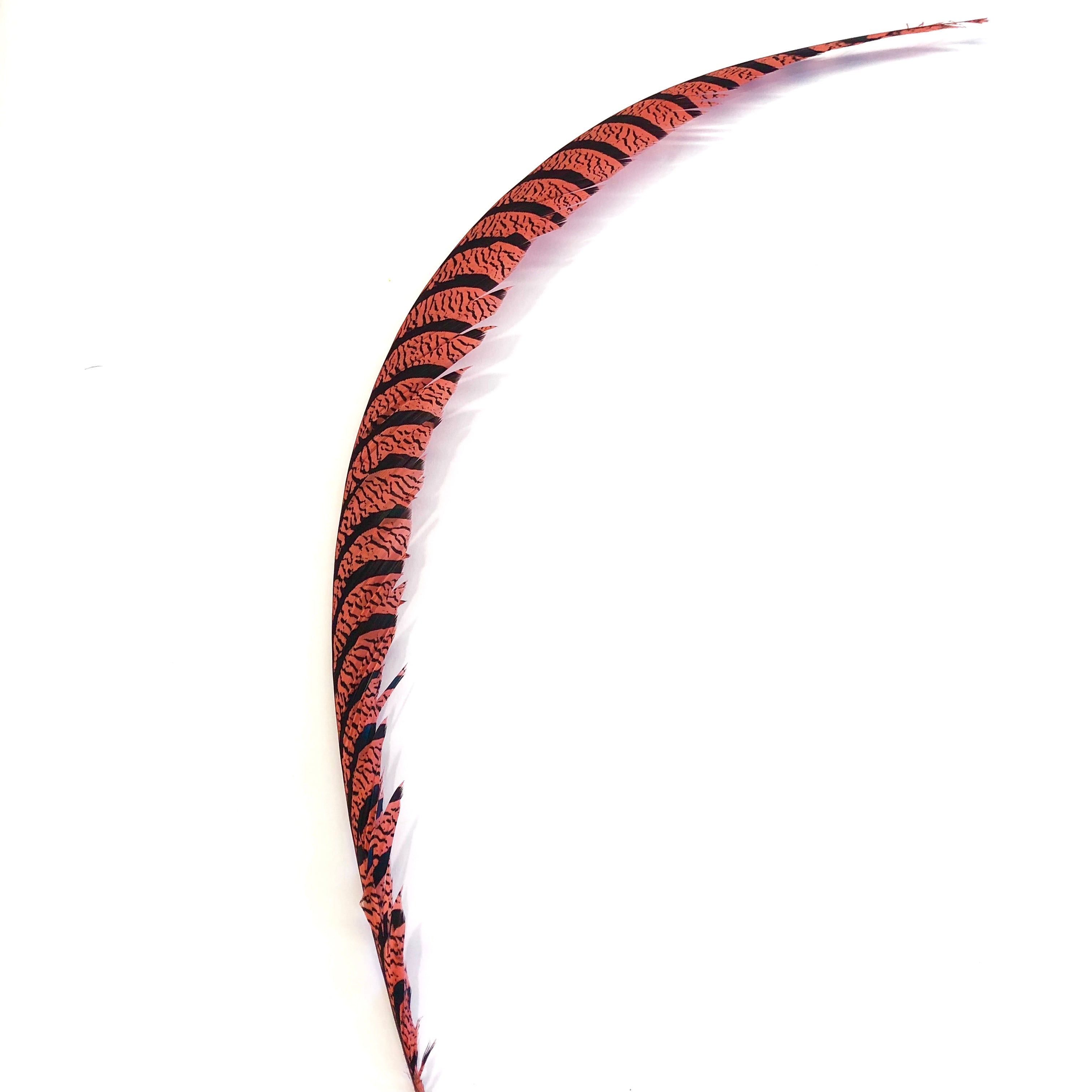 Lady Amherst Pheasant Centre Tail Feather - Dusty Pink