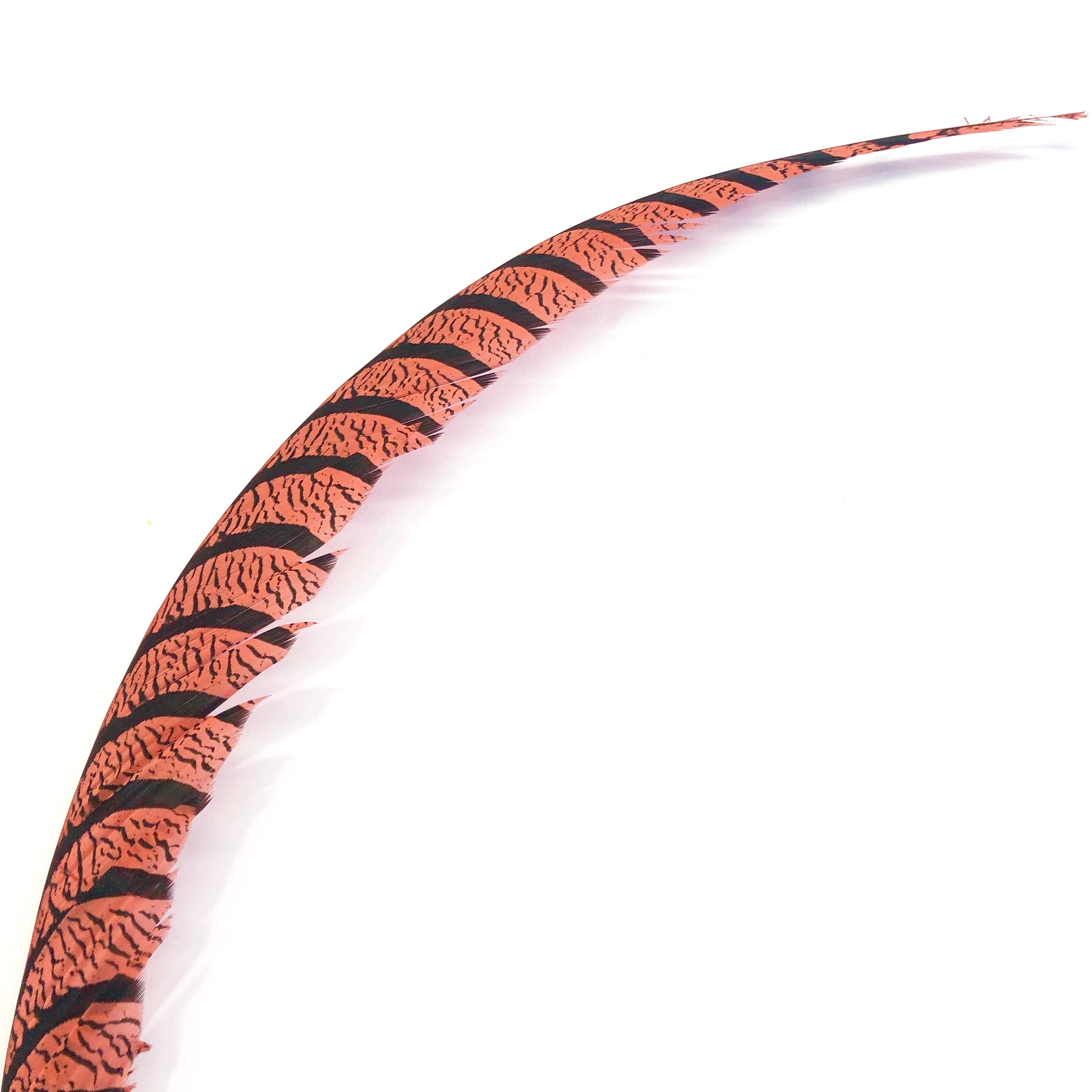 Lady Amherst Pheasant Centre Tail Feather - Dusty Pink