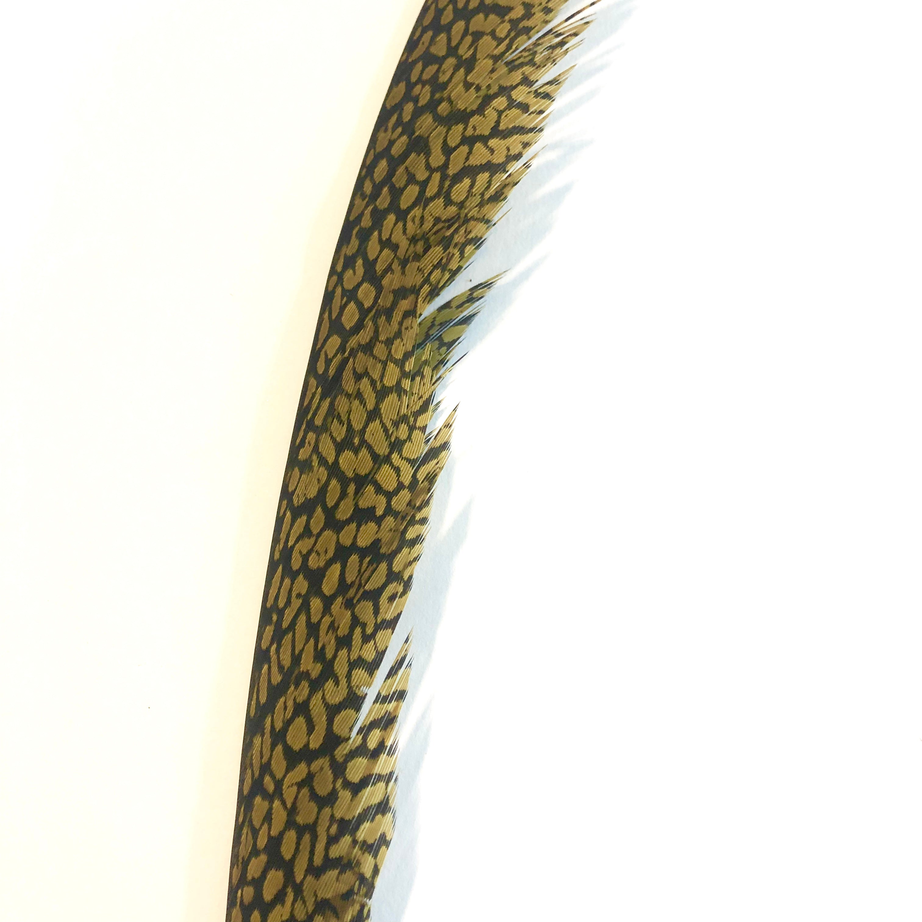 Golden Pheasant Centre Tail Feather - Yellow ((SECONDS))
