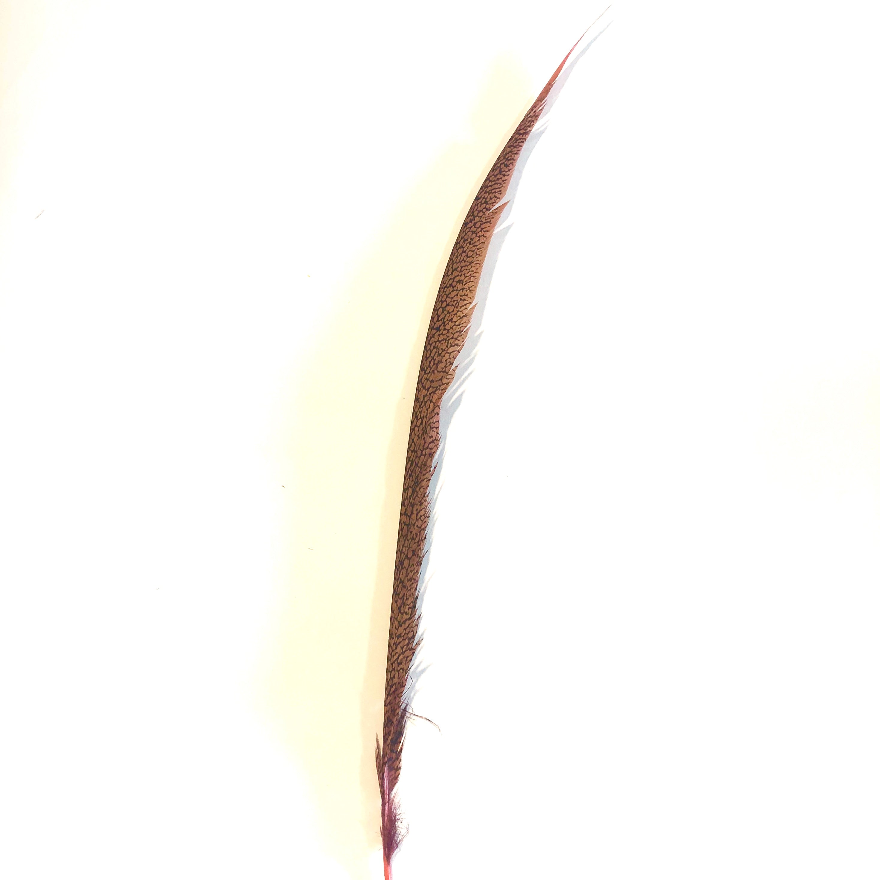 Golden Pheasant Centre Tail Feather - Dusty Pink ((SECONDS))