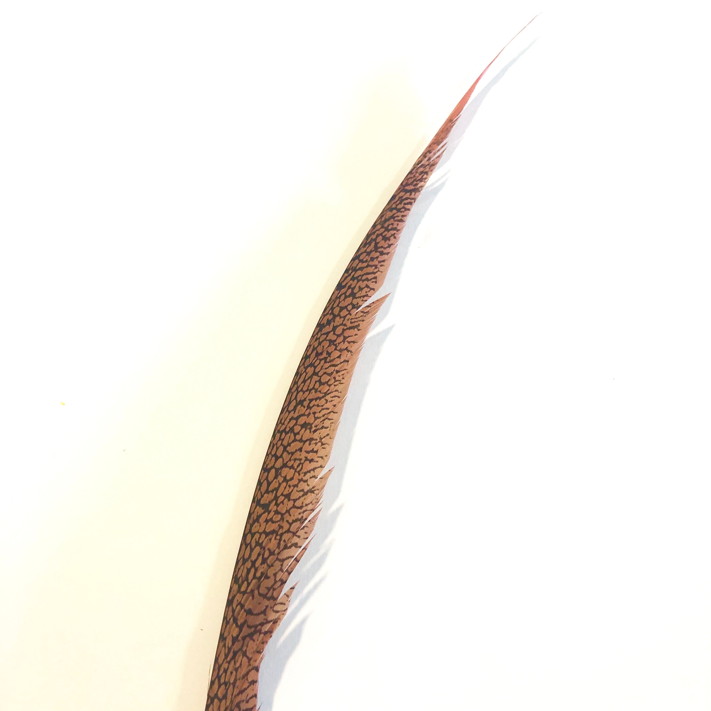 Golden Pheasant Centre Tail Feather - Dusty Pink
