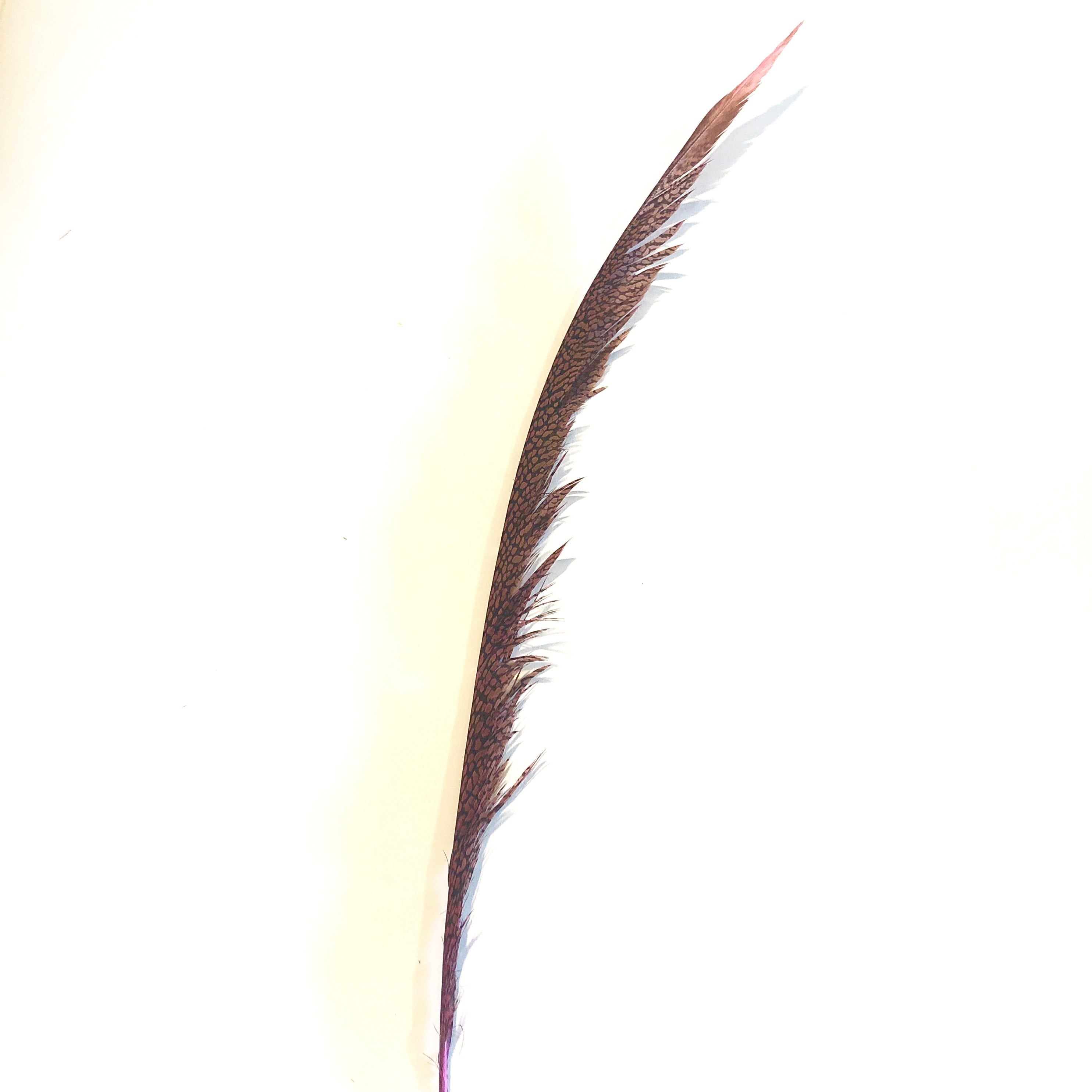 Golden Pheasant Centre Tail Feather - Hot Pink ((SECONDS))