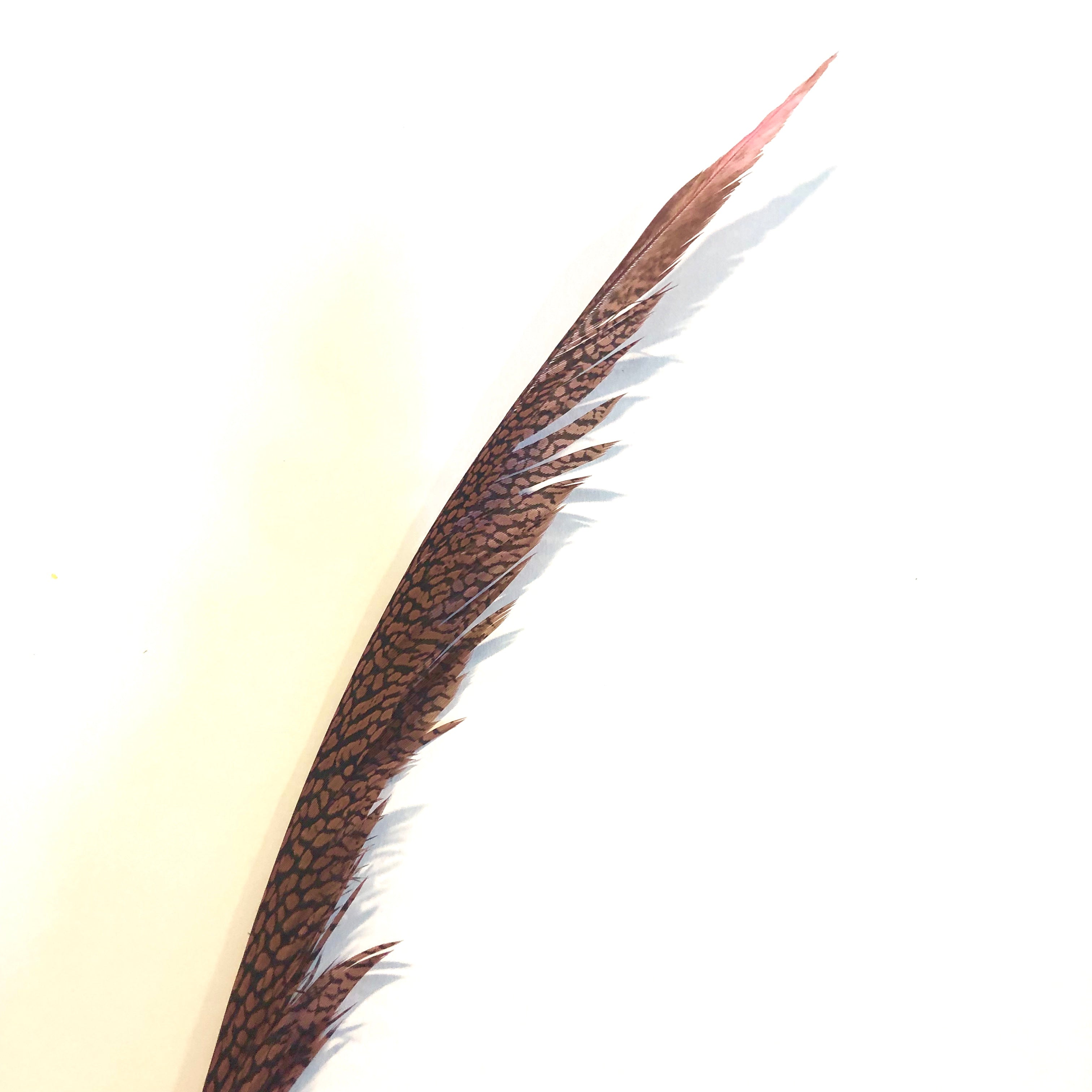 Golden Pheasant Centre Tail Feather - Hot Pink ((SECONDS))