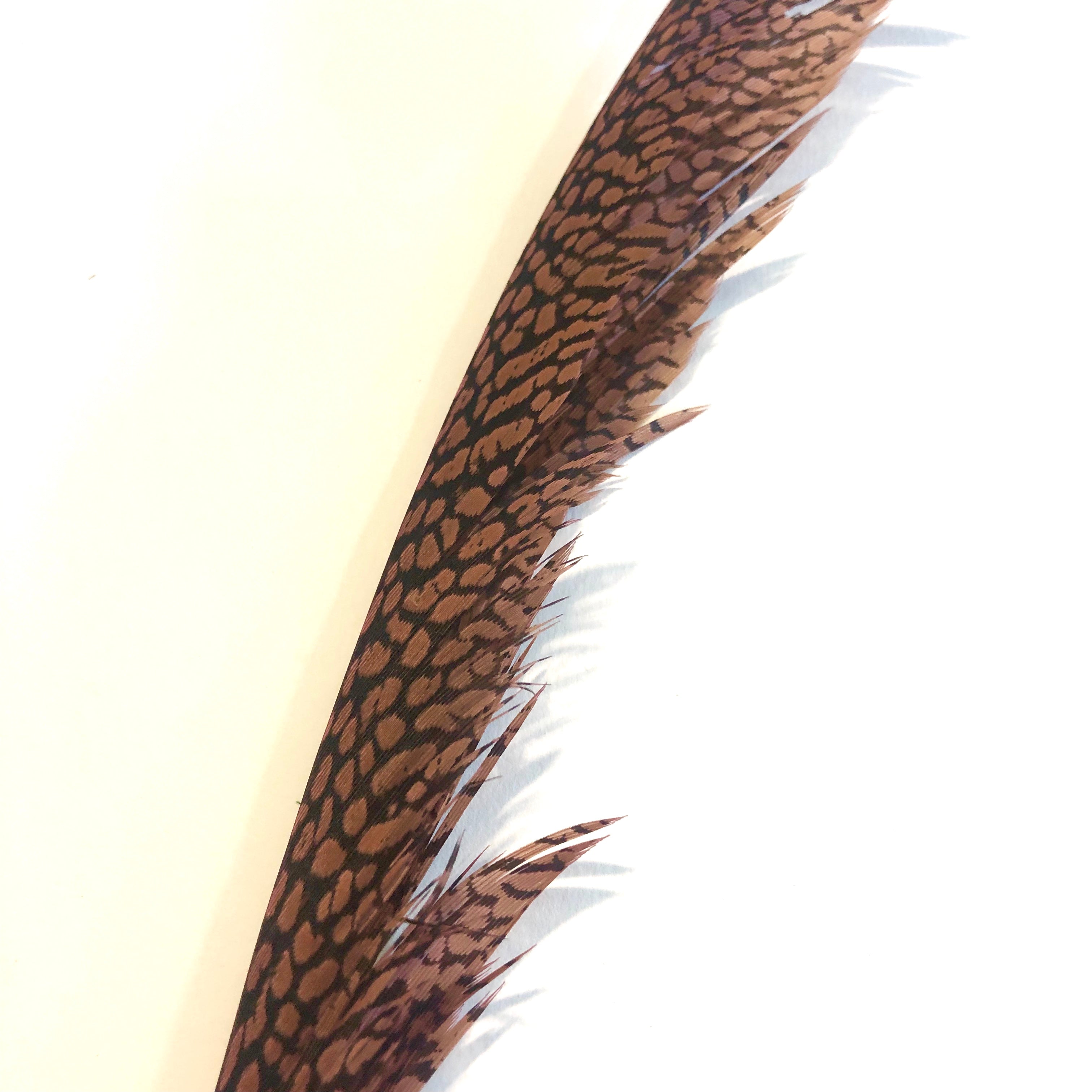 Golden Pheasant Centre Tail Feather - Hot Pink
