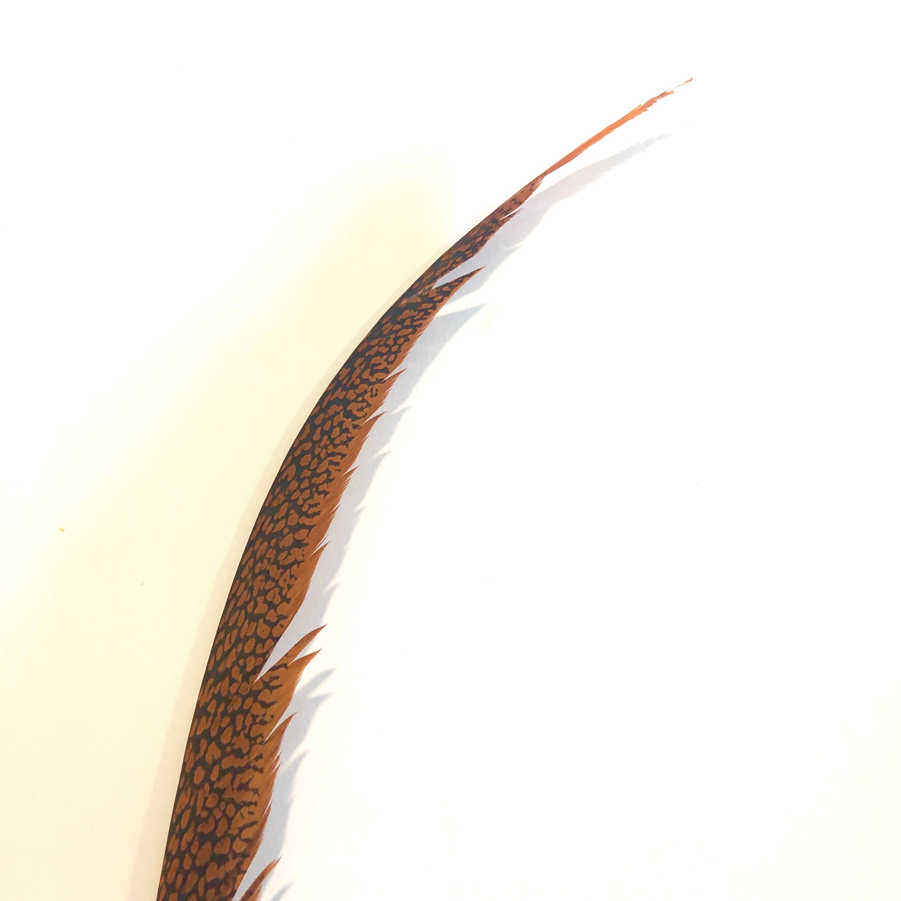 Golden Pheasant Centre Tail Feather - Orange ((SECONDS))