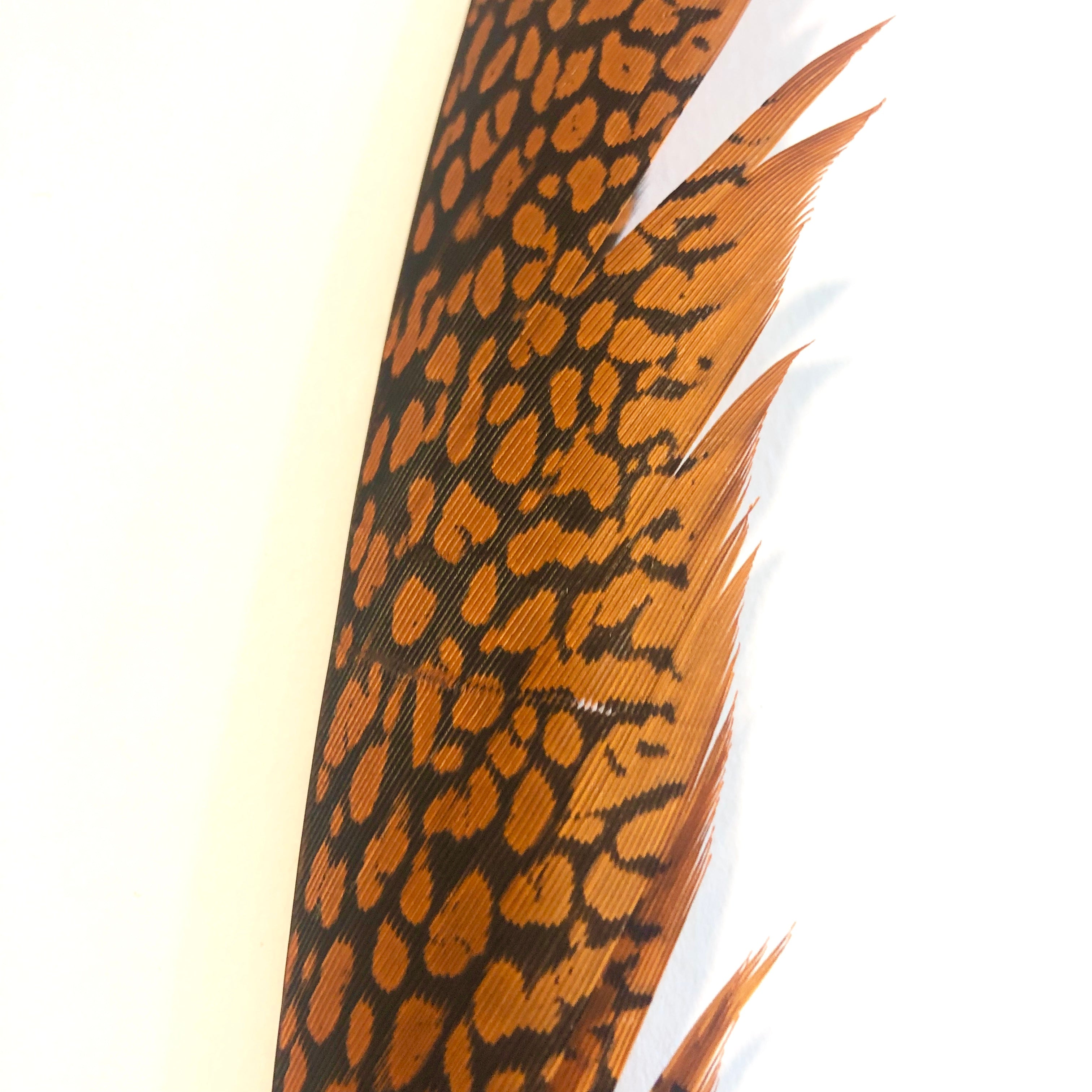 Golden Pheasant Centre Tail Feather - Orange