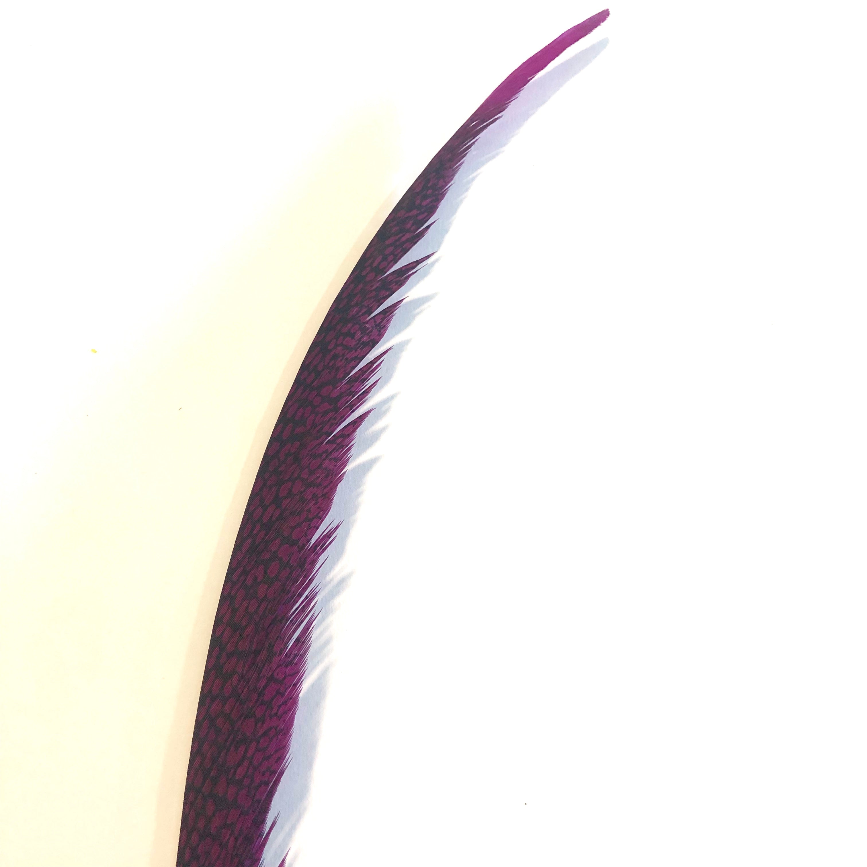 Golden Pheasant Centre Tail Feather - Cerise ((SECONDS))