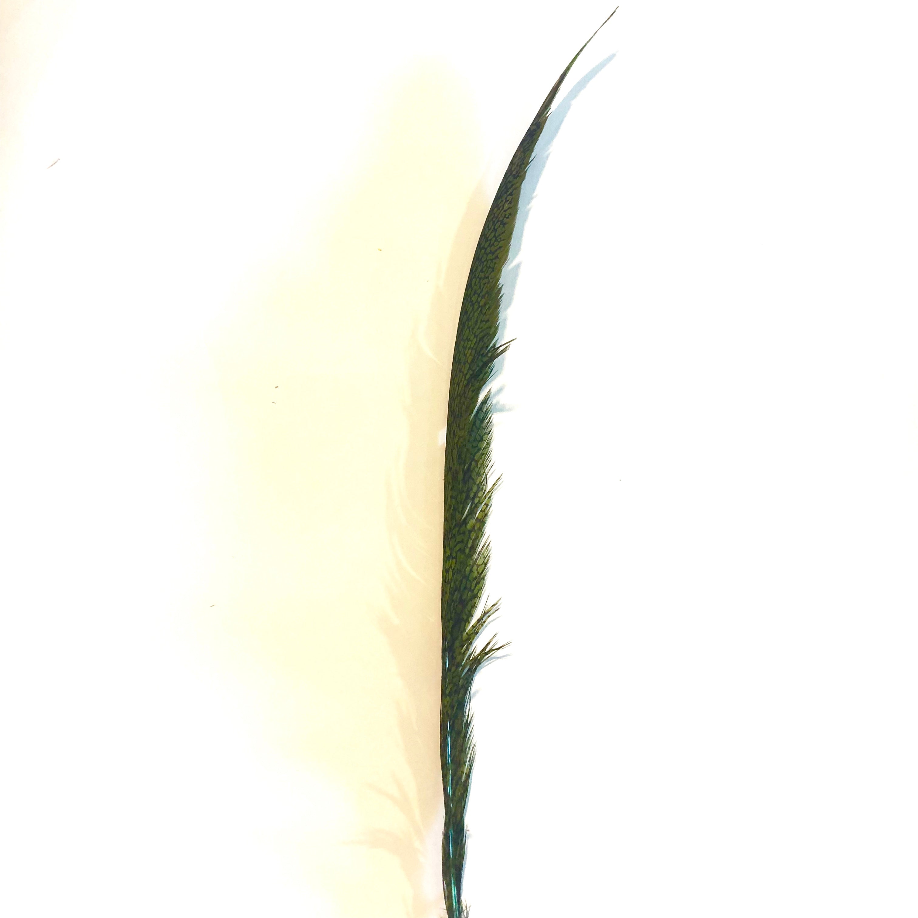 Golden Pheasant Centre Tail Feather - Olive Green