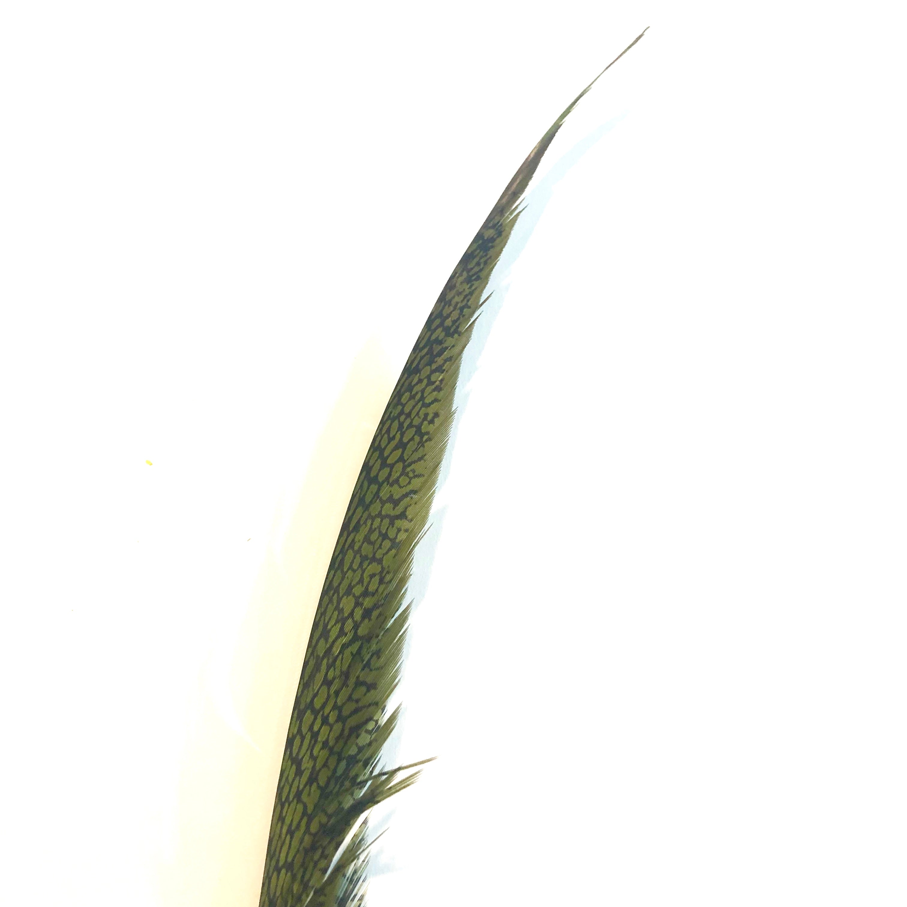 Golden Pheasant Centre Tail Feather - Olive Green