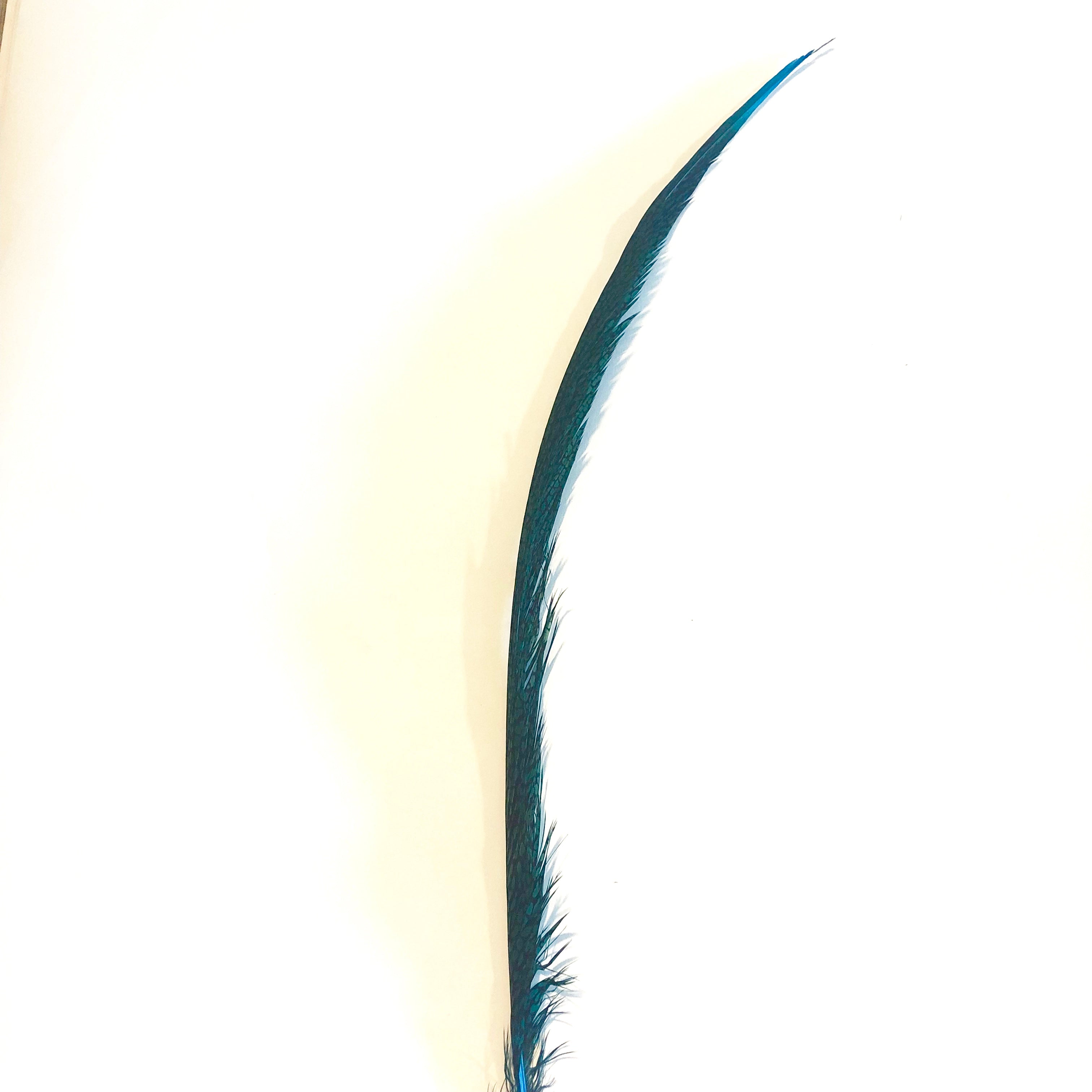Golden Pheasant Centre Tail Feather - Turquoise