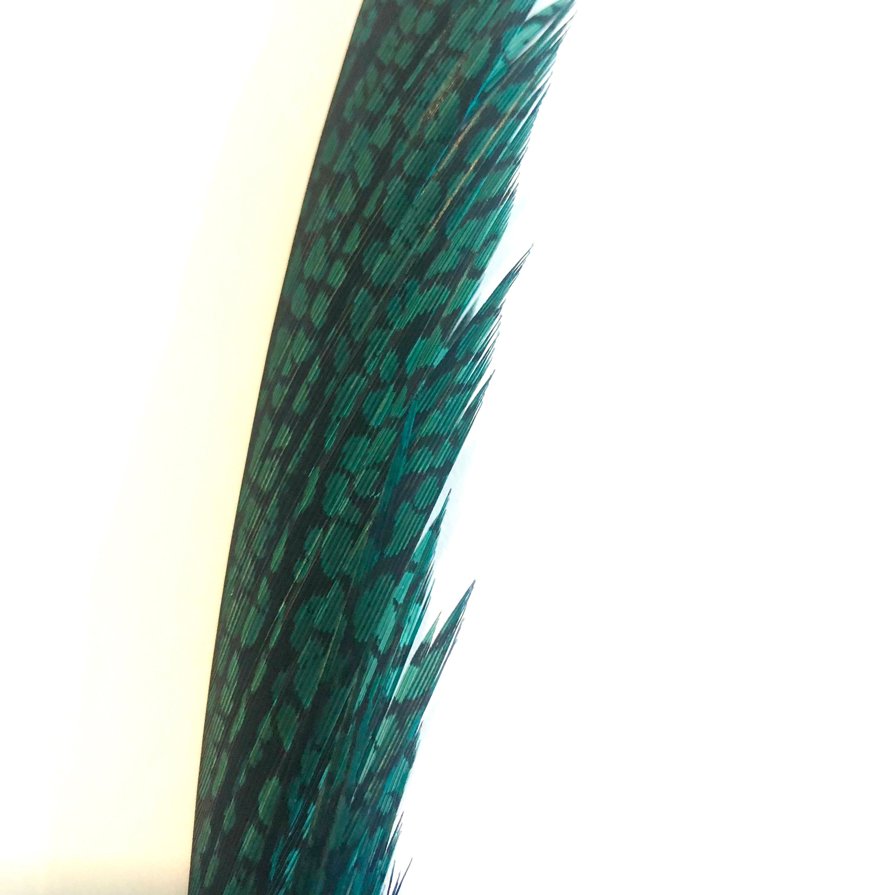 Golden Pheasant Centre Tail Feather - Turquoise