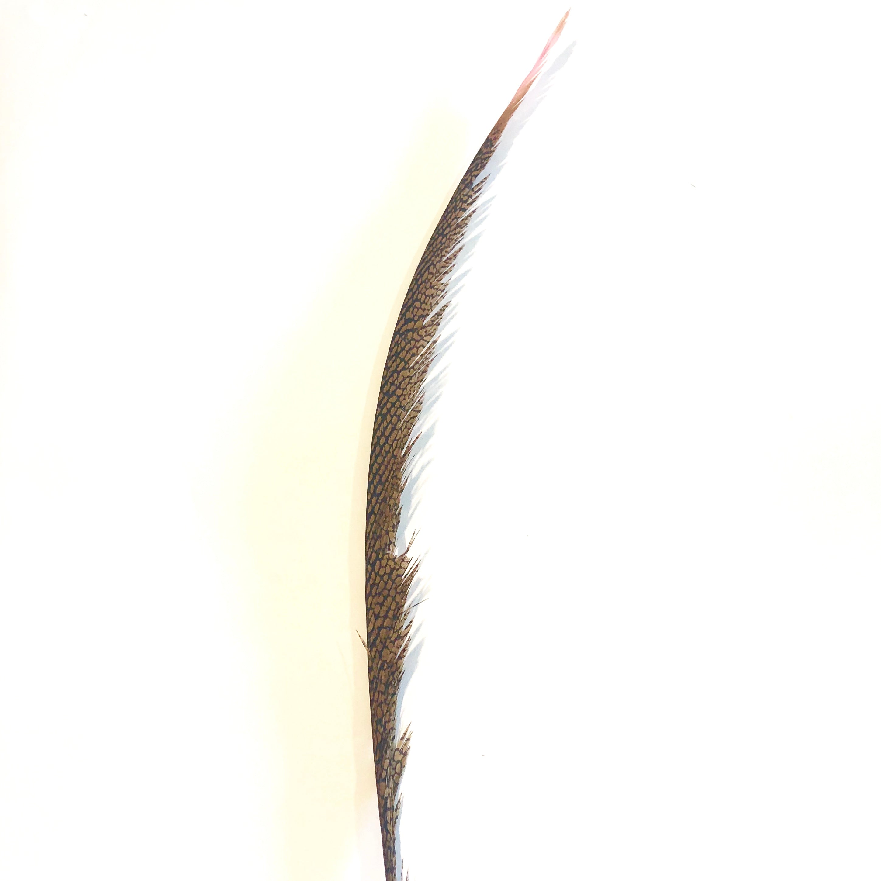 Golden Pheasant Centre Tail Feather - Pink ((SECONDS))