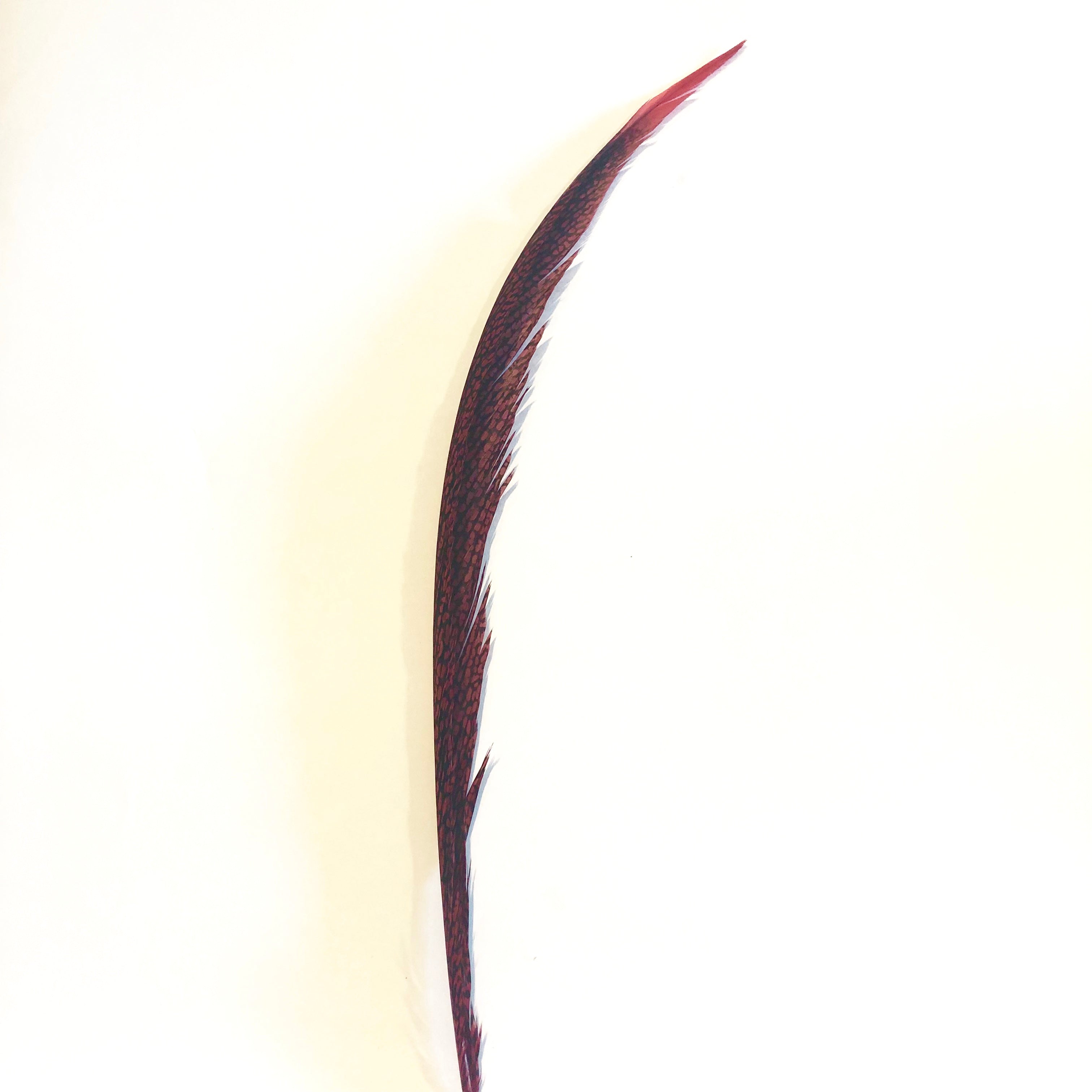 Golden Pheasant Centre Tail Feather - Red