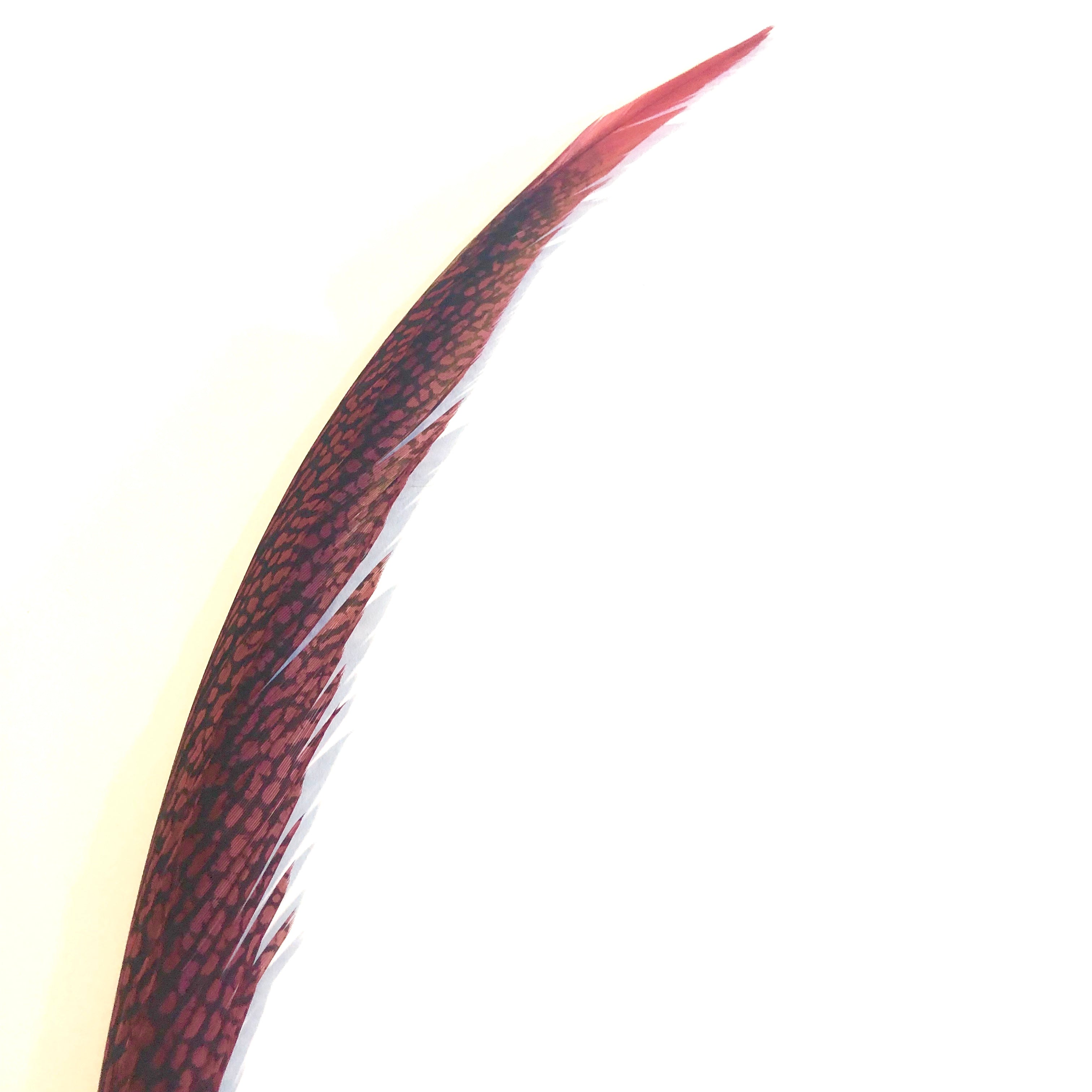 Golden Pheasant Centre Tail Feather - Red