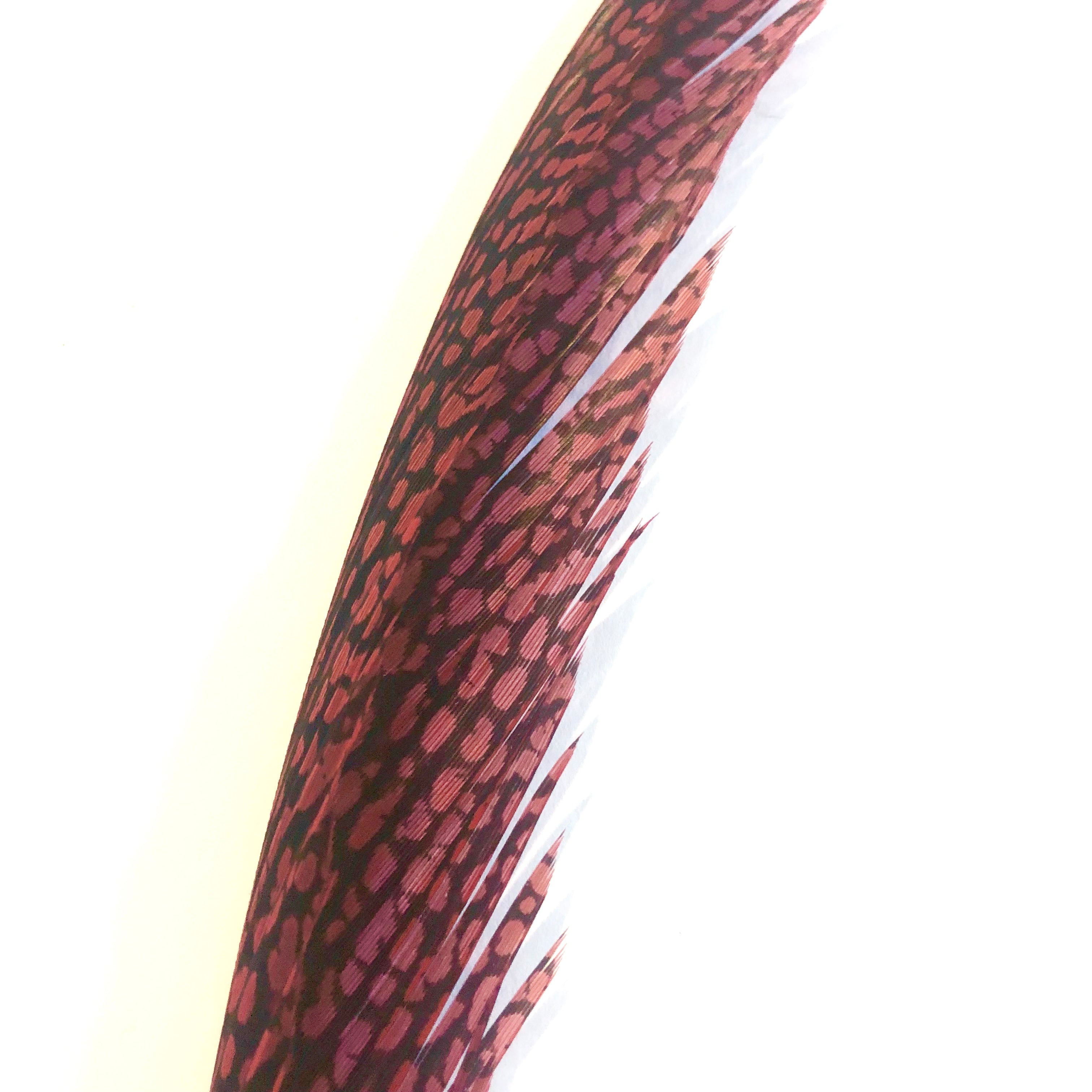 Golden Pheasant Centre Tail Feather - Red ((SECONDS))