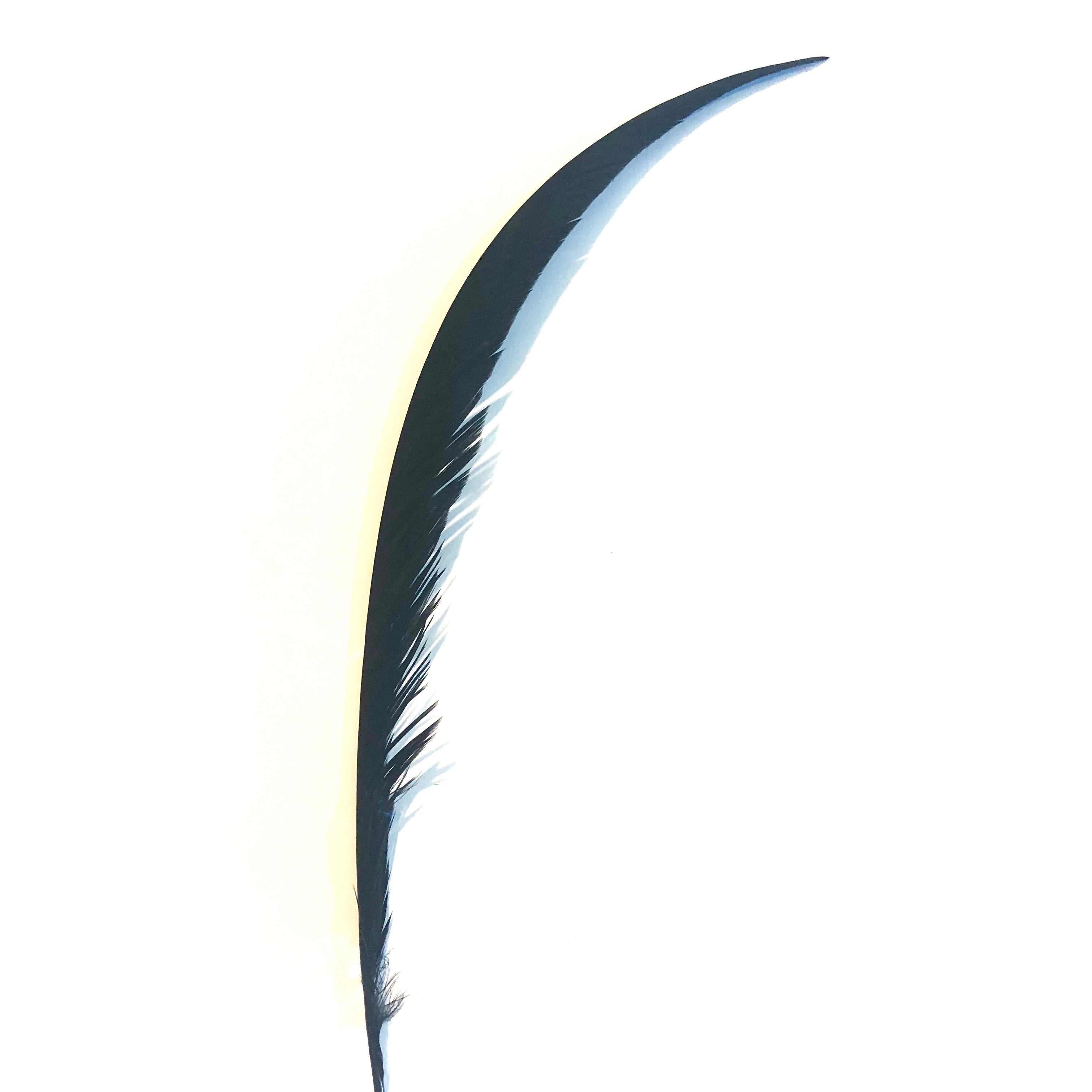 Golden Pheasant Centre Tail Feather - Black ((SECONDS))