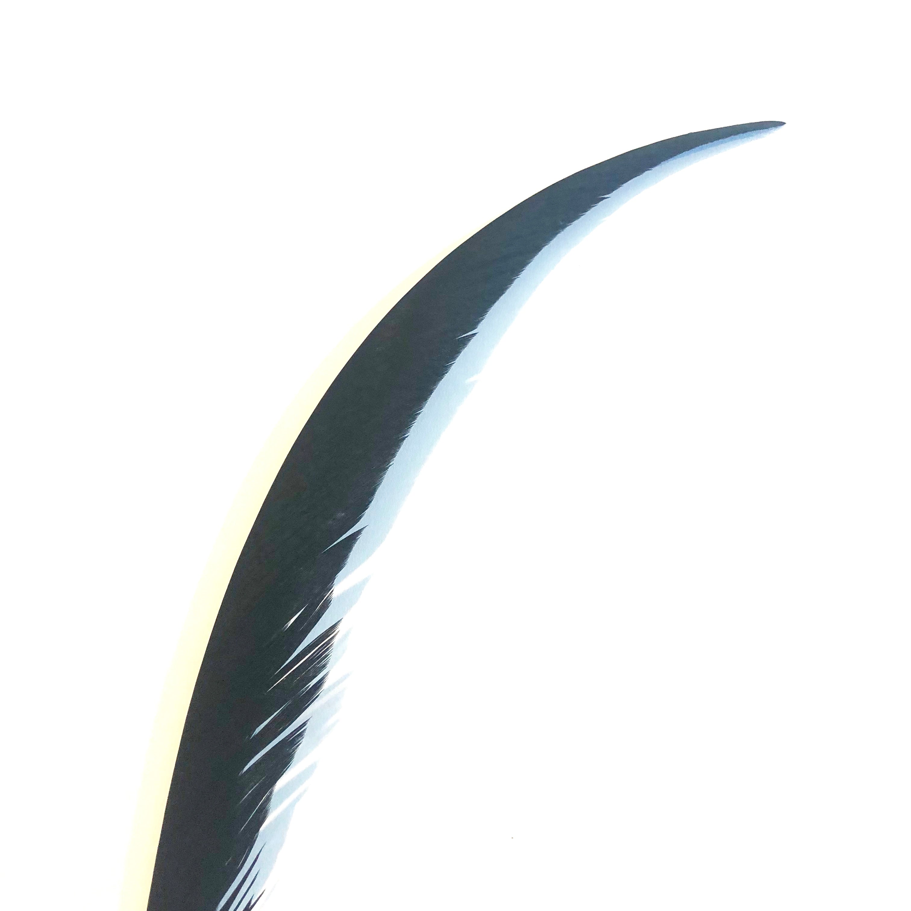 Golden Pheasant Centre Tail Feather - Black